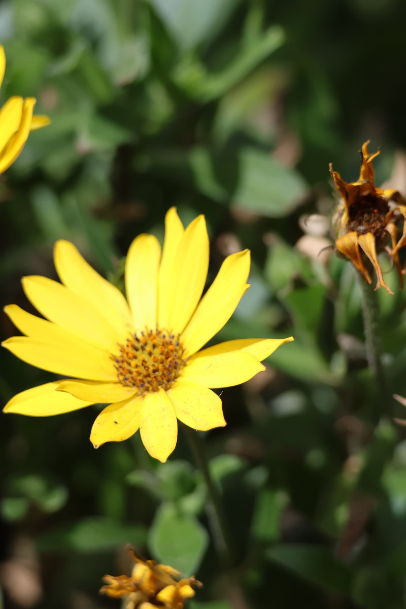 Flower 413