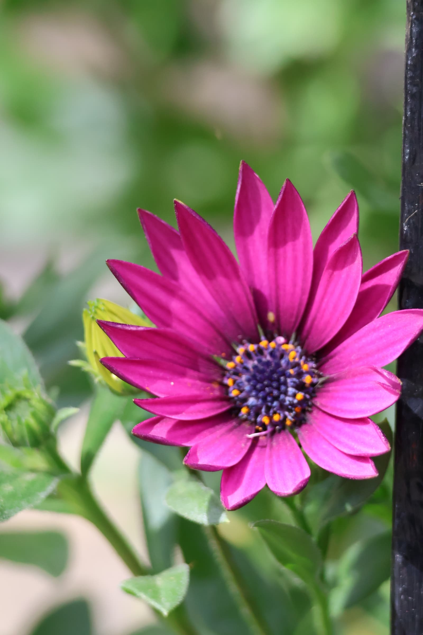 Flower 384