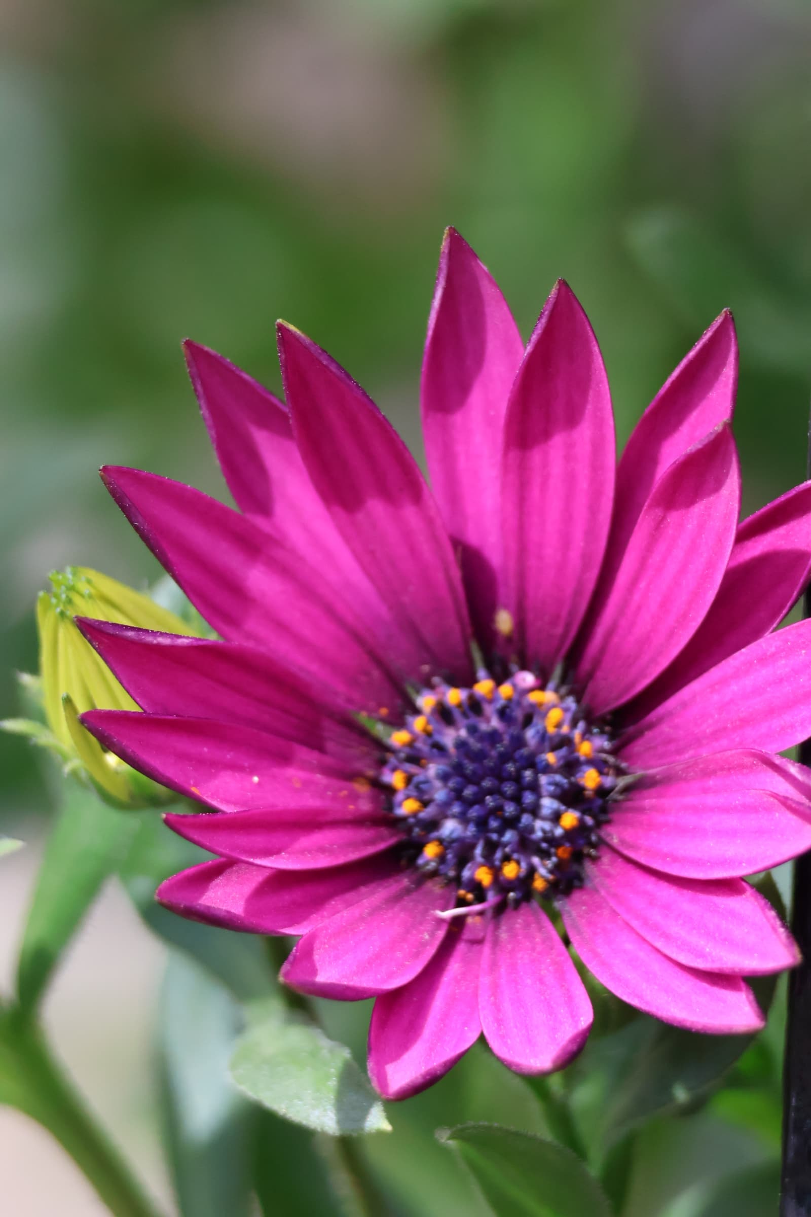 Flower 142