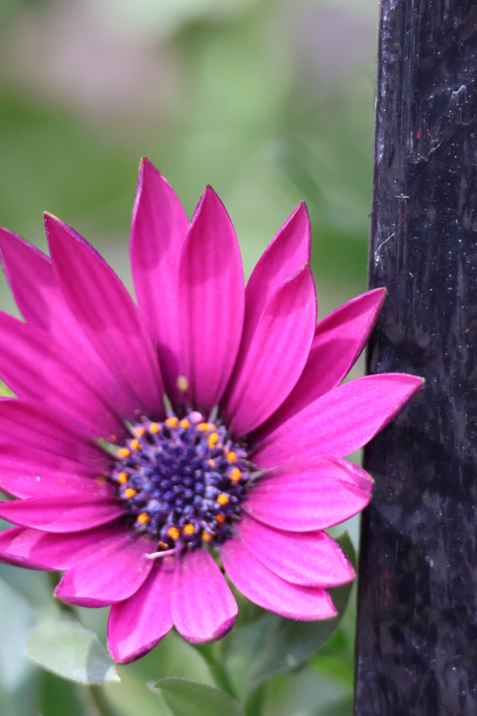 Flower 166