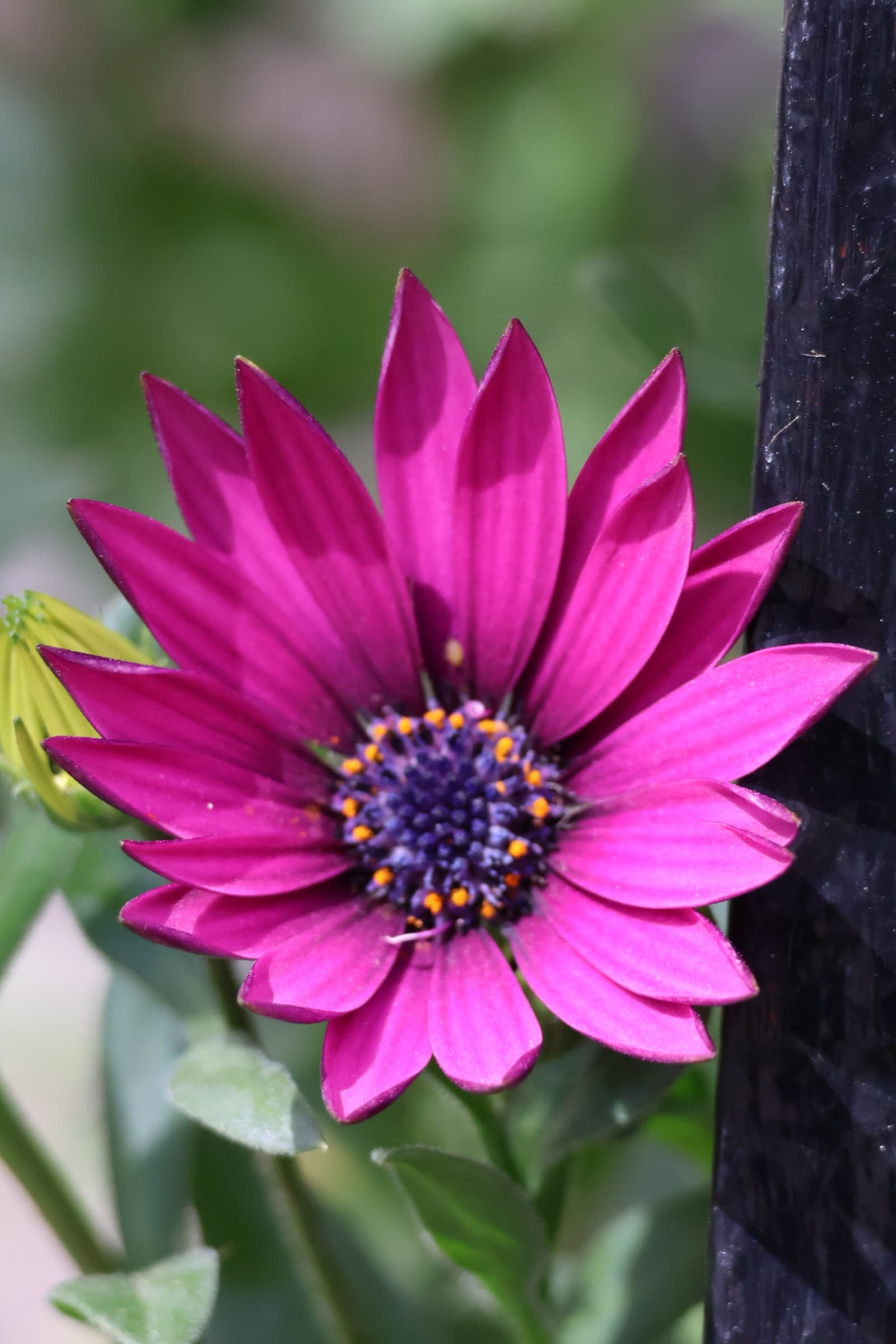 Flower 411