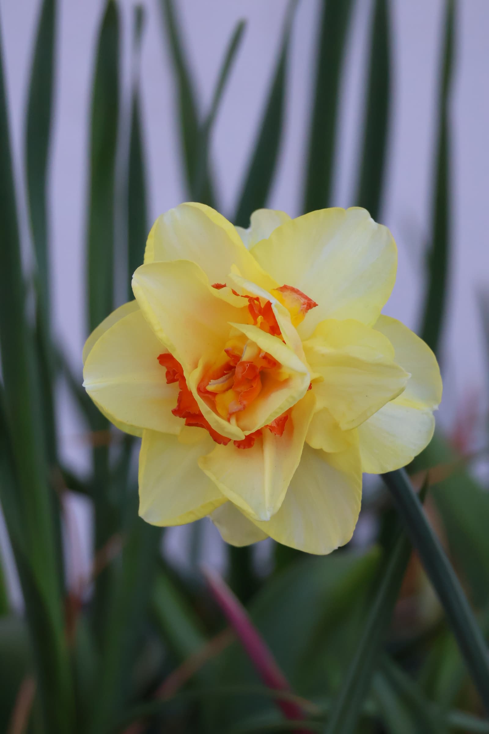 Flower 488