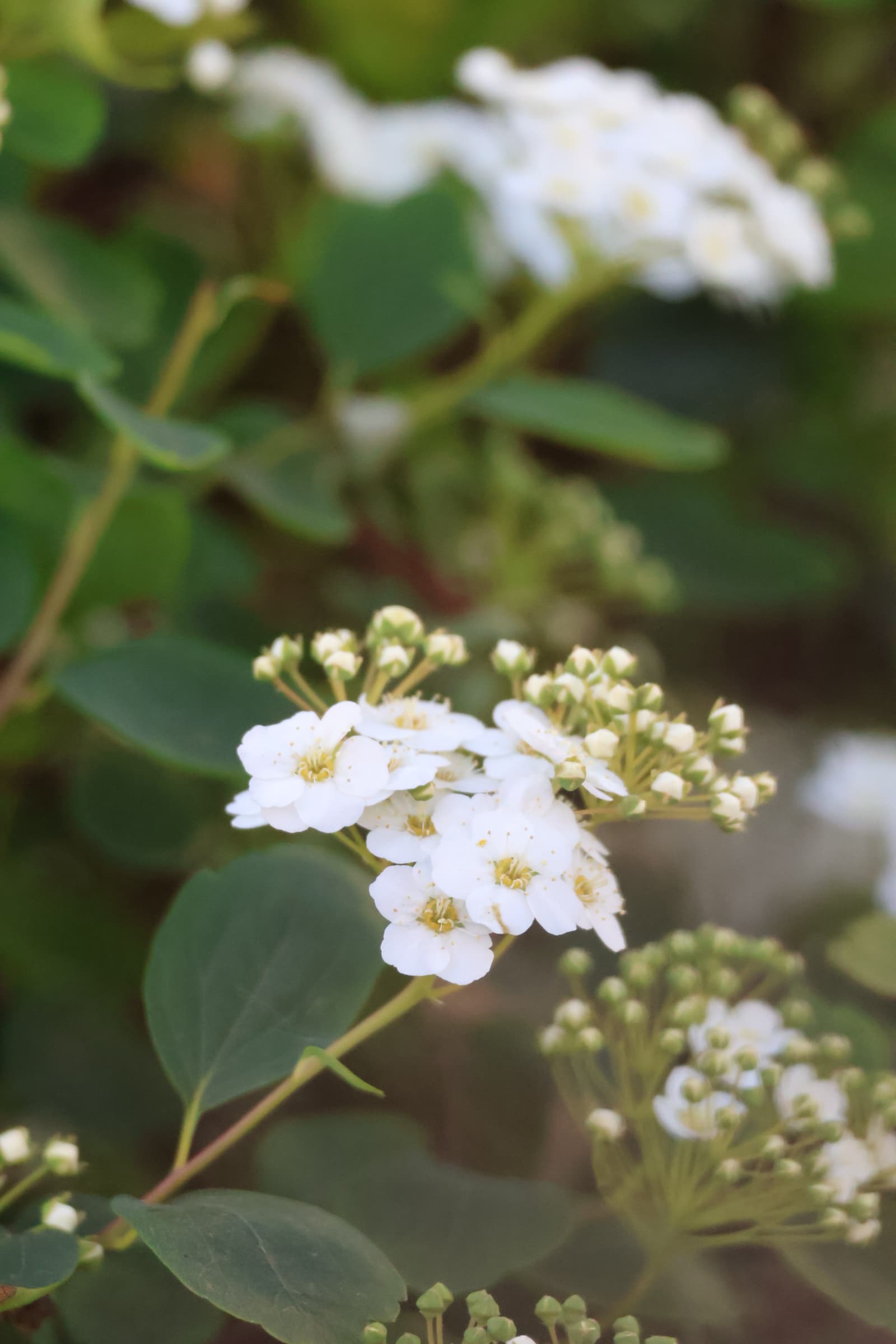 Flower 304
