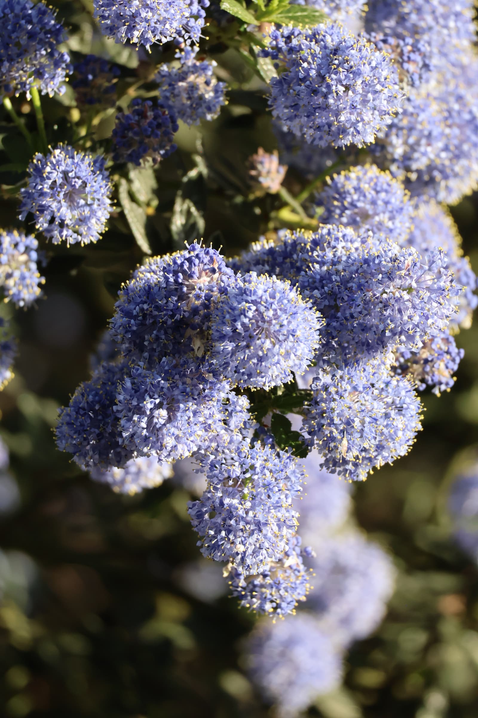 Flower 524