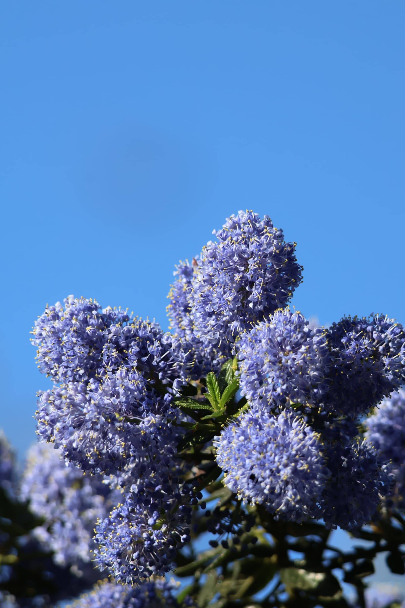 Flower 508