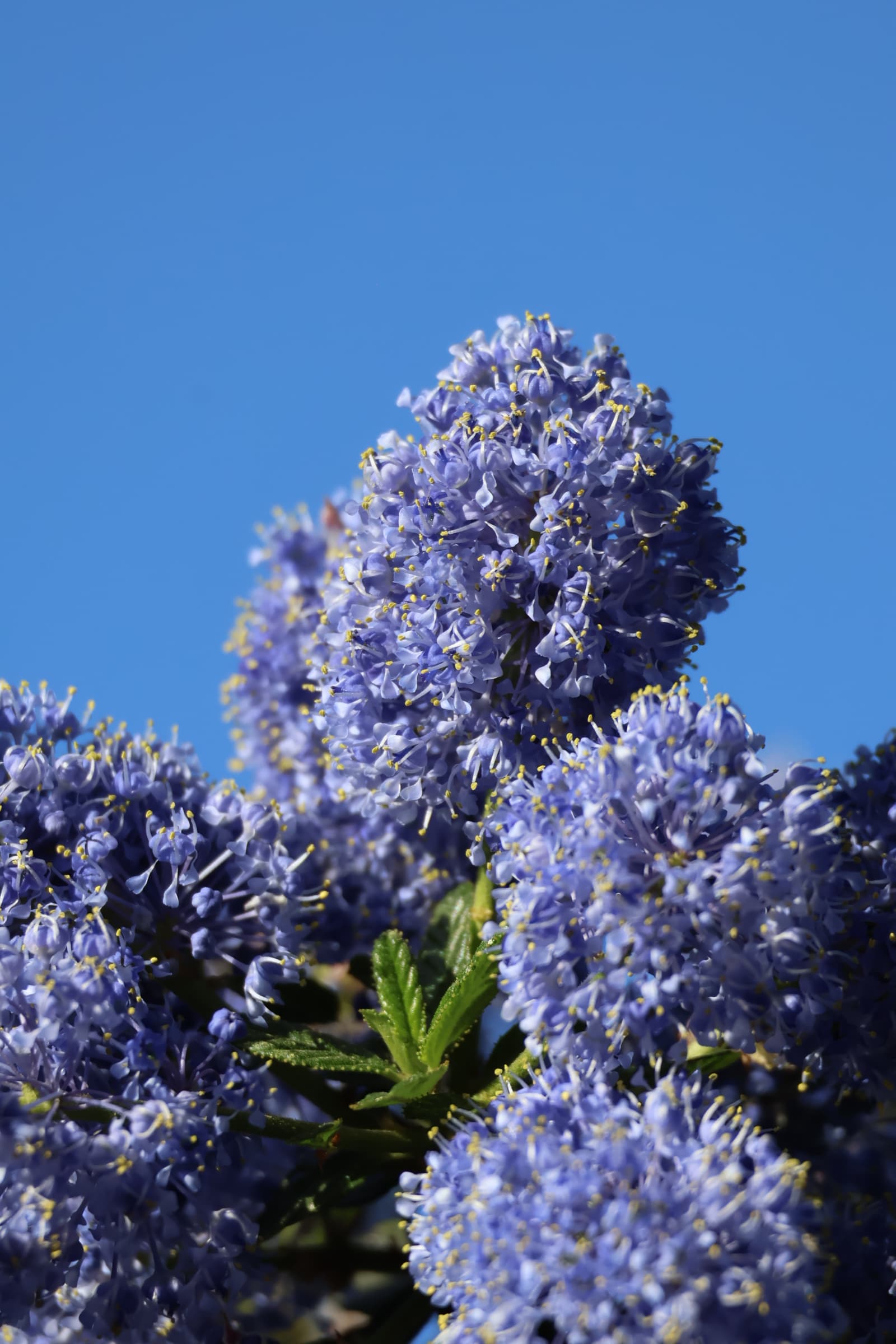 Flower 459