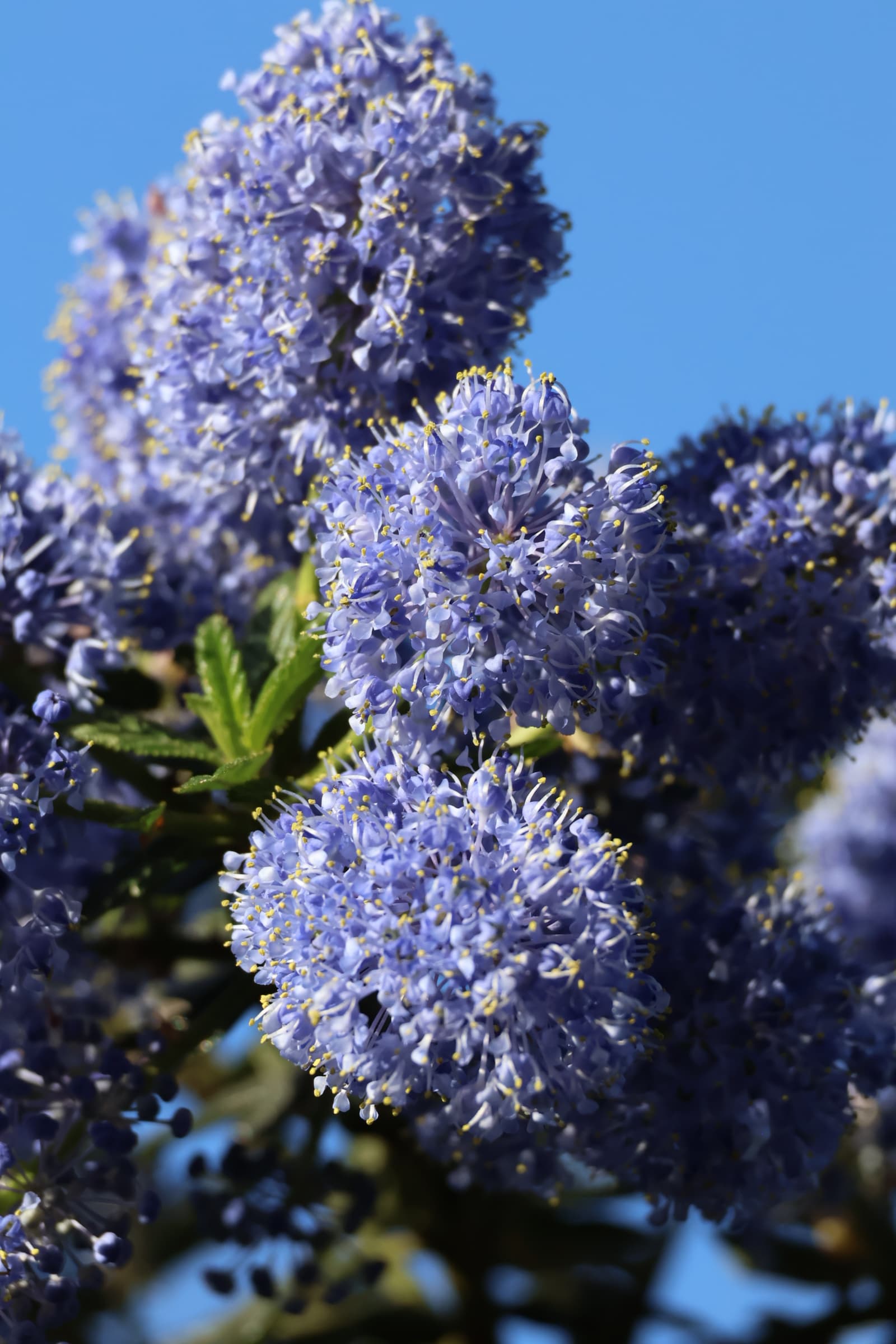 Flower 248
