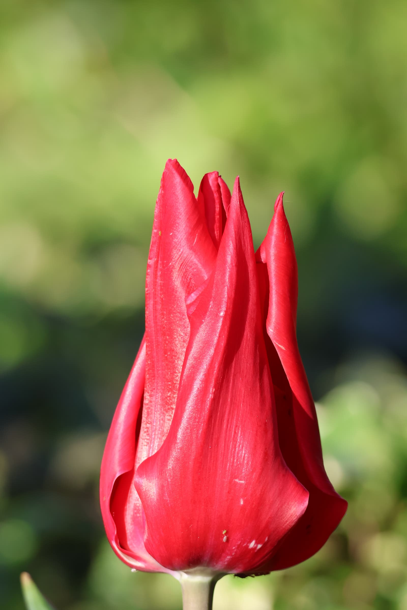 Flower 131