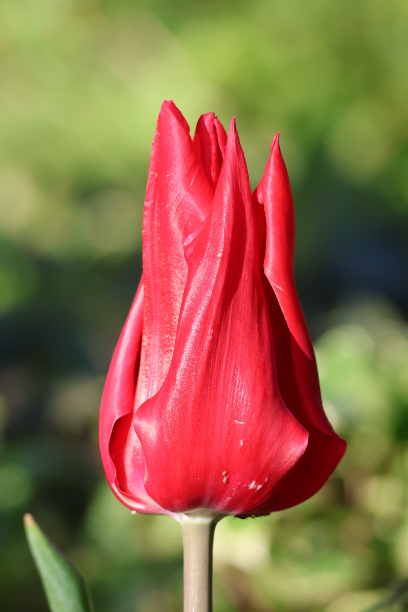 Flower 185