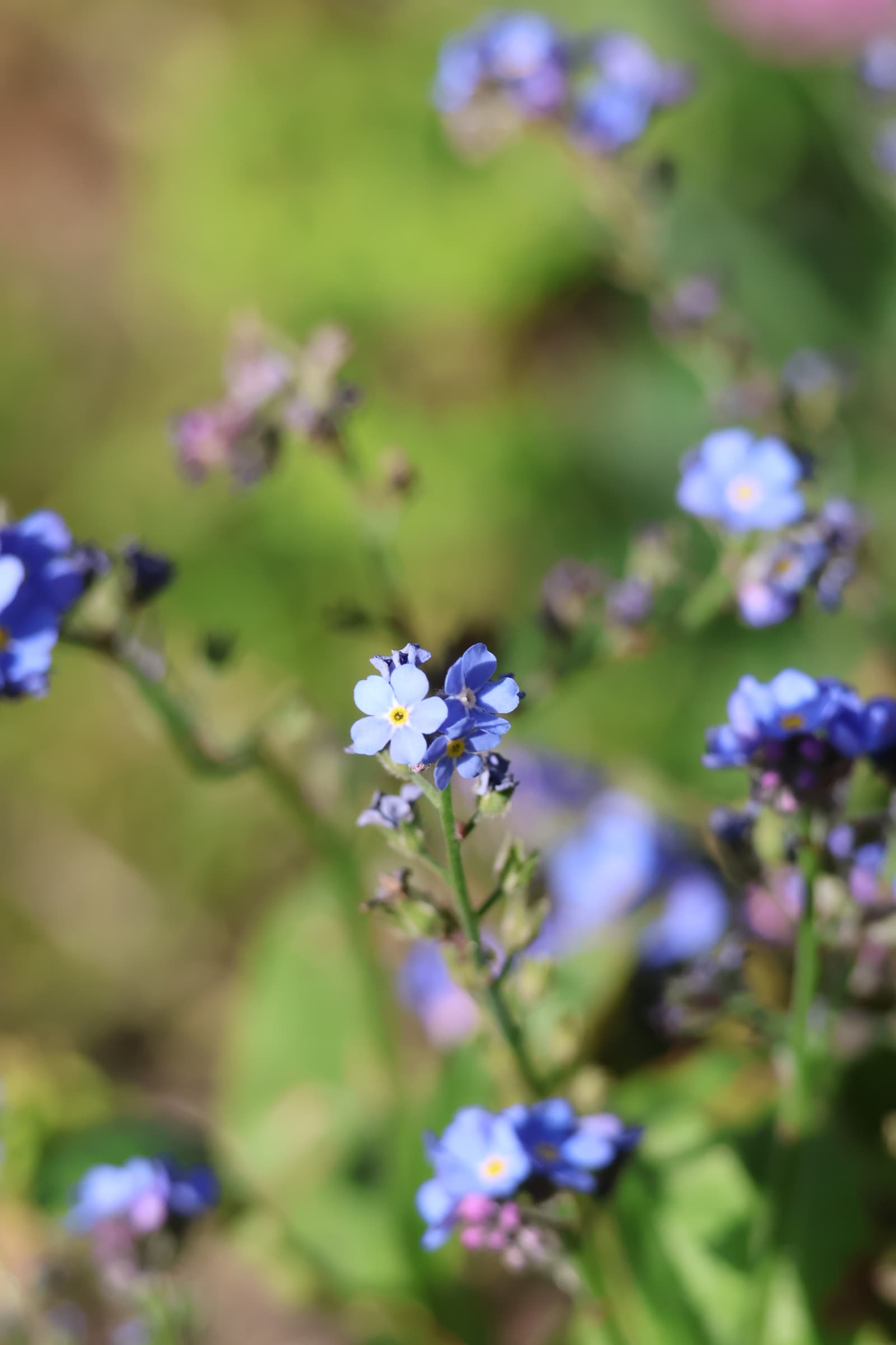 Flower 247
