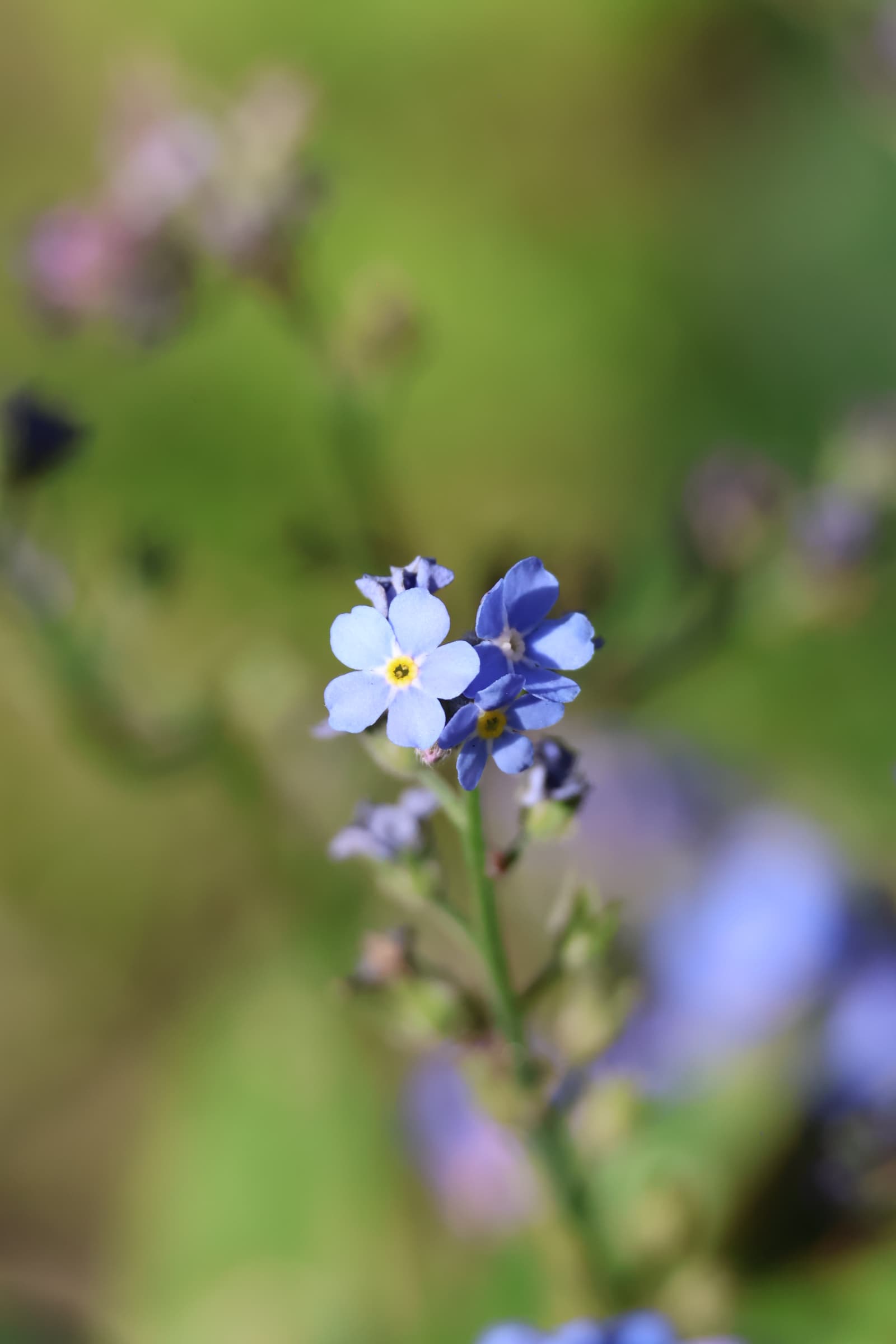 Flower 33