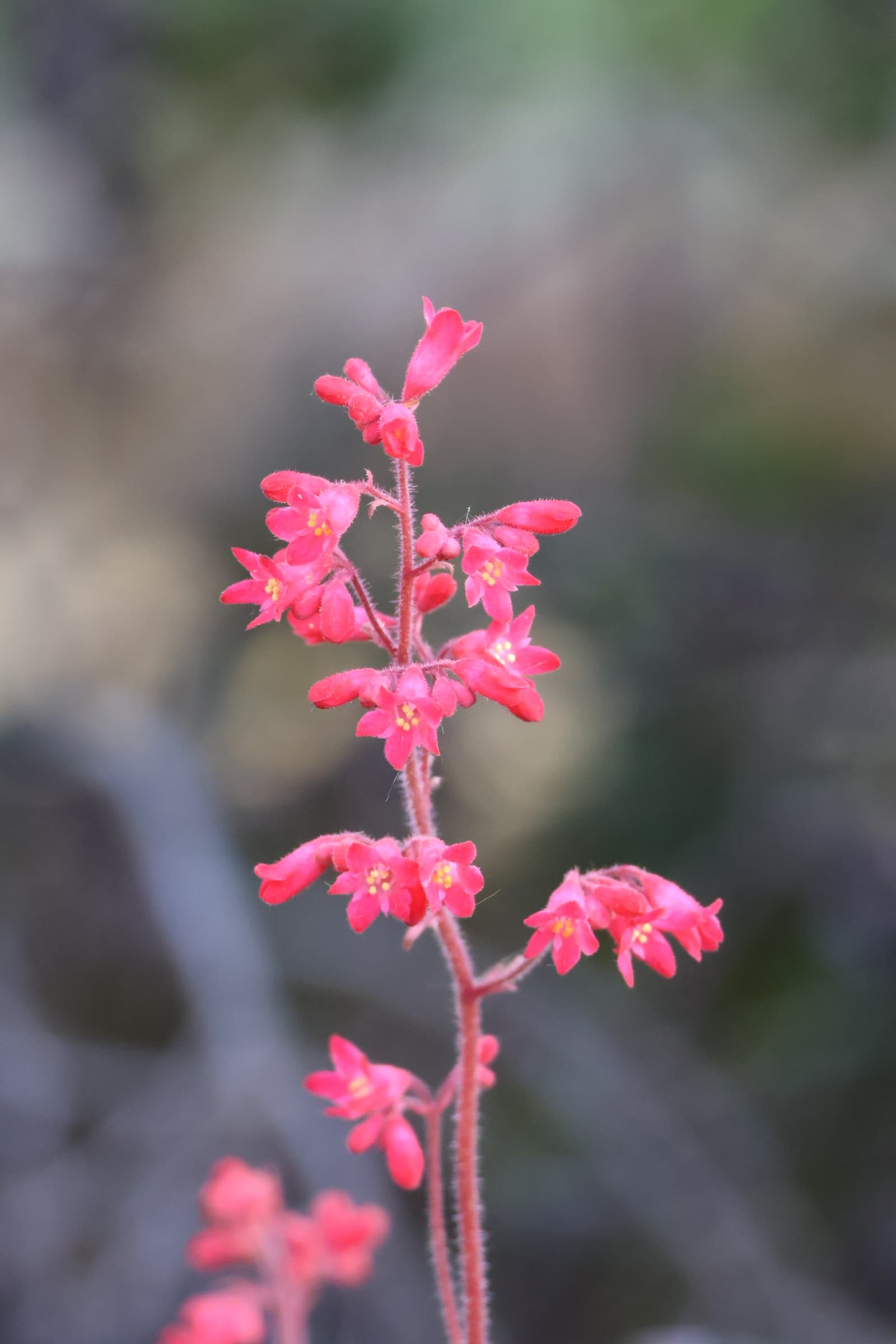 Flower 63