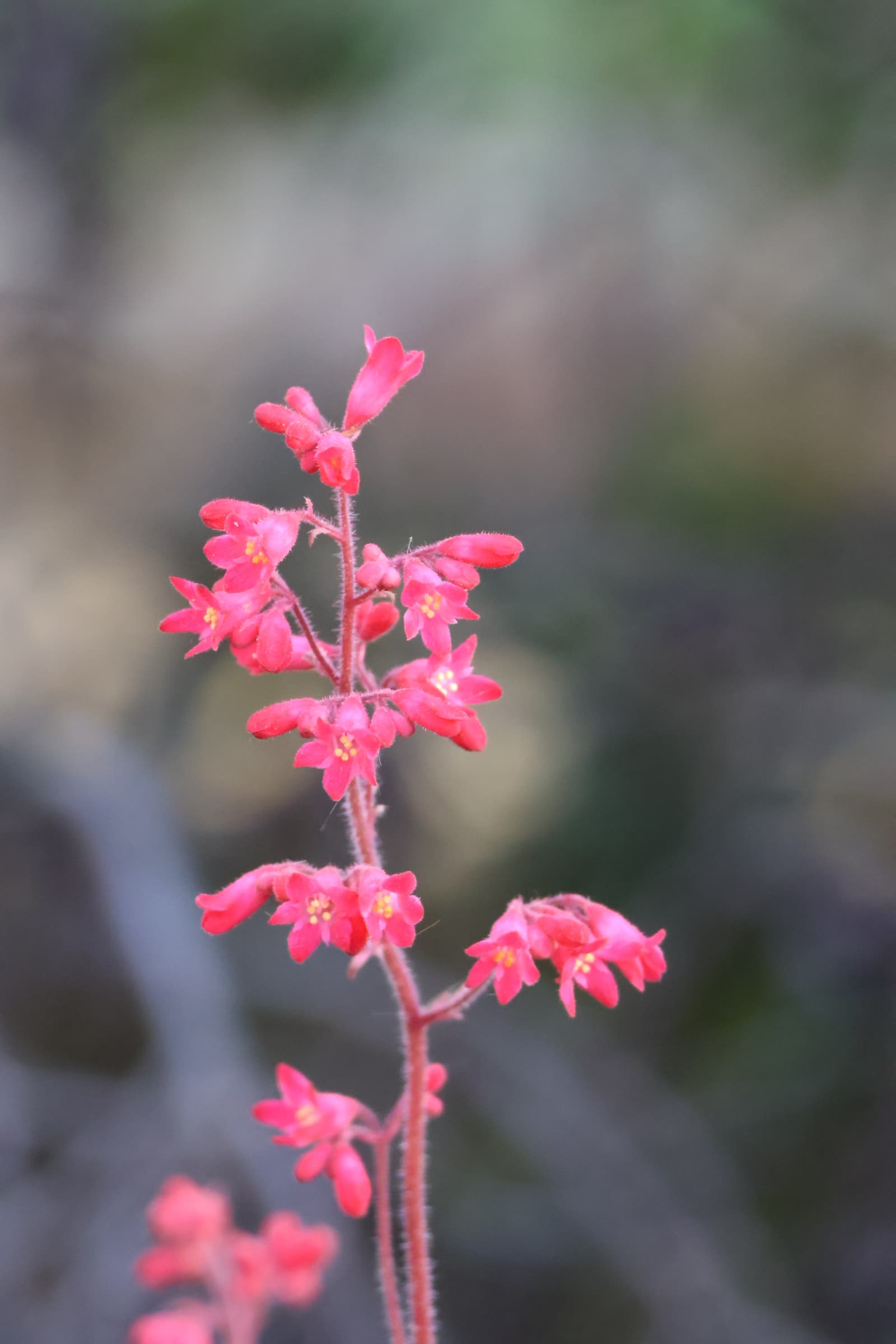 Flower 311