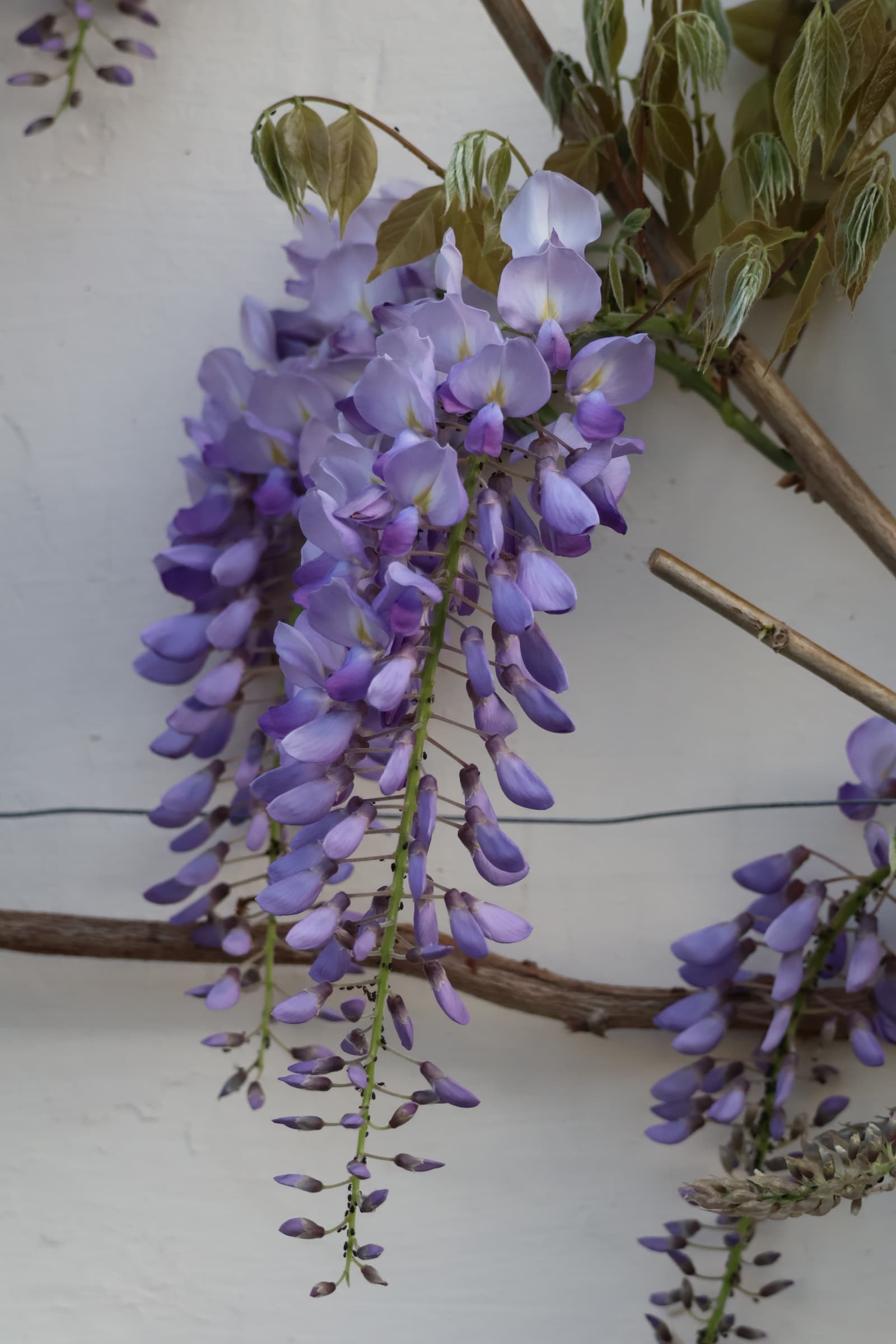 Flower 23
