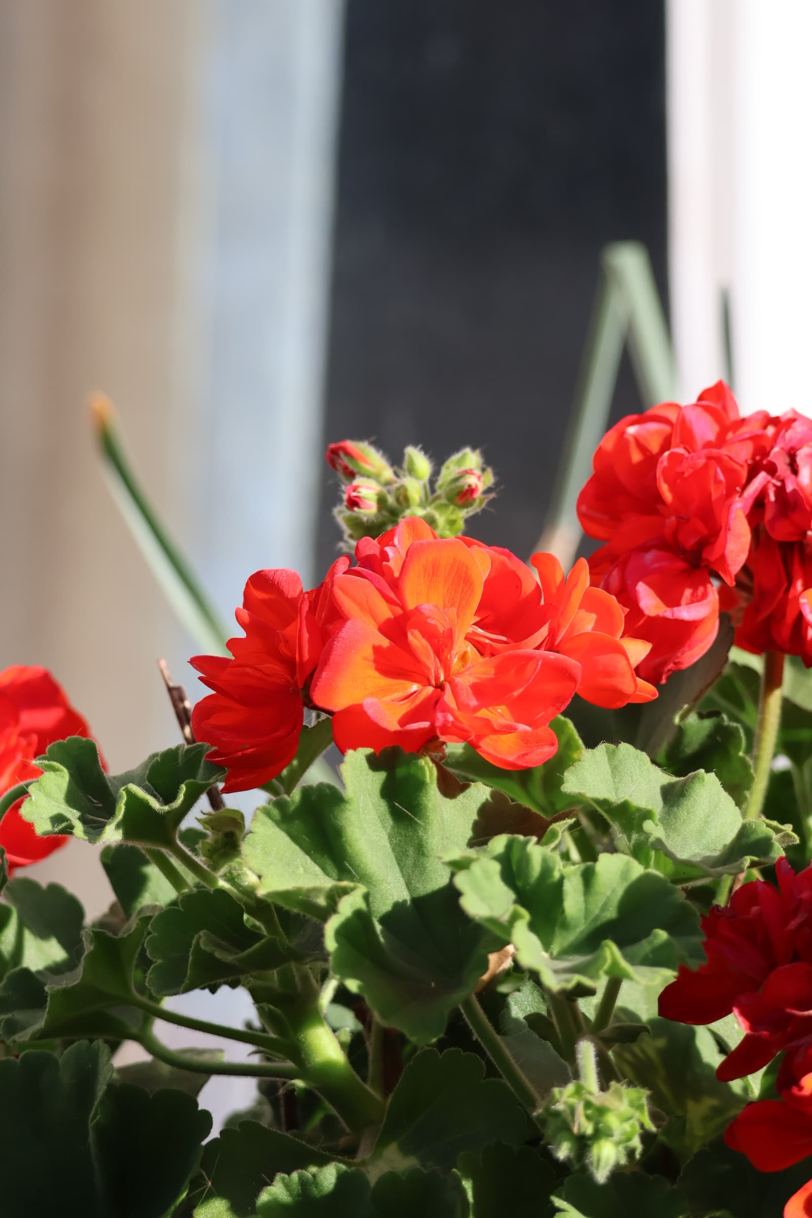Flower 418