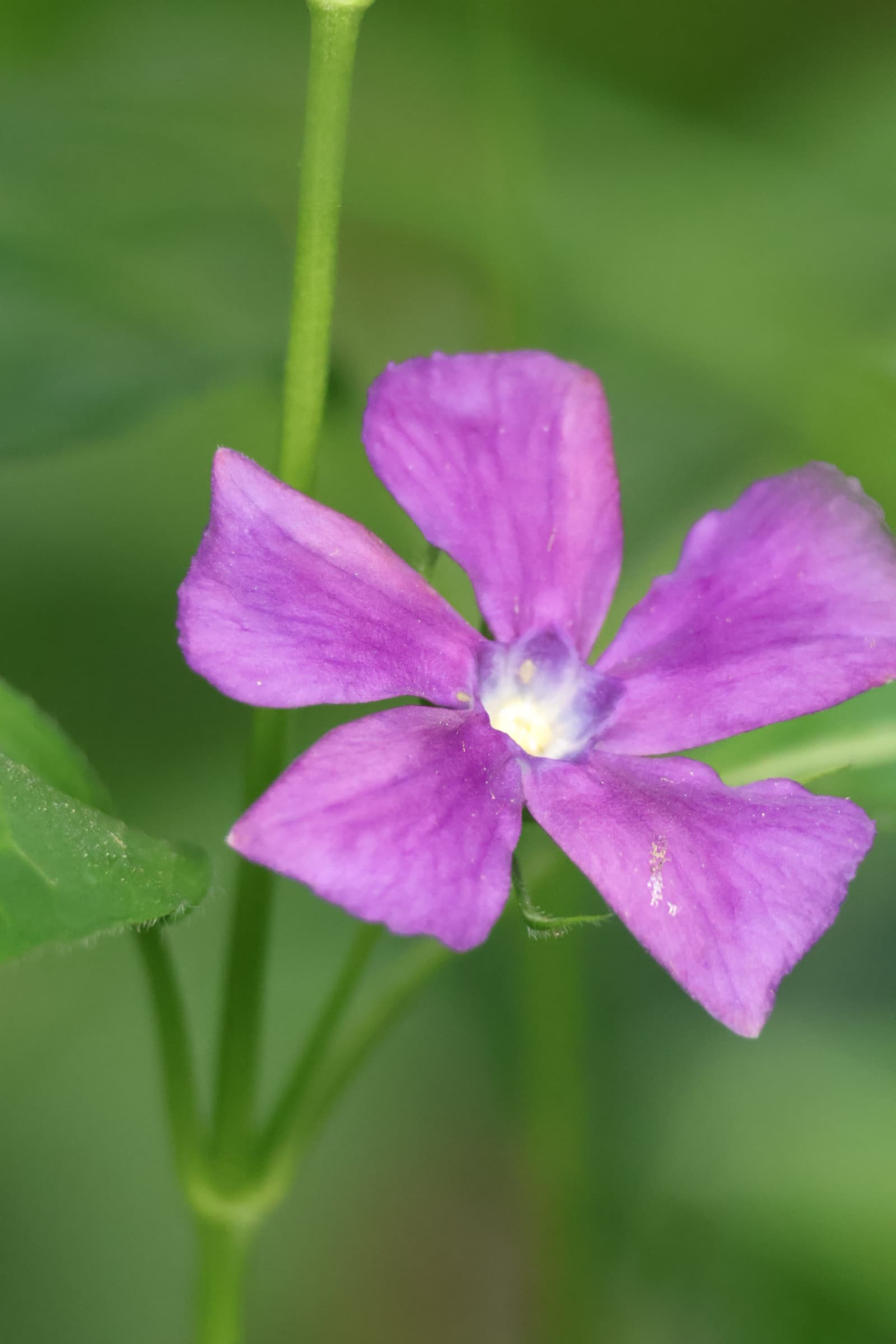 Flower 478