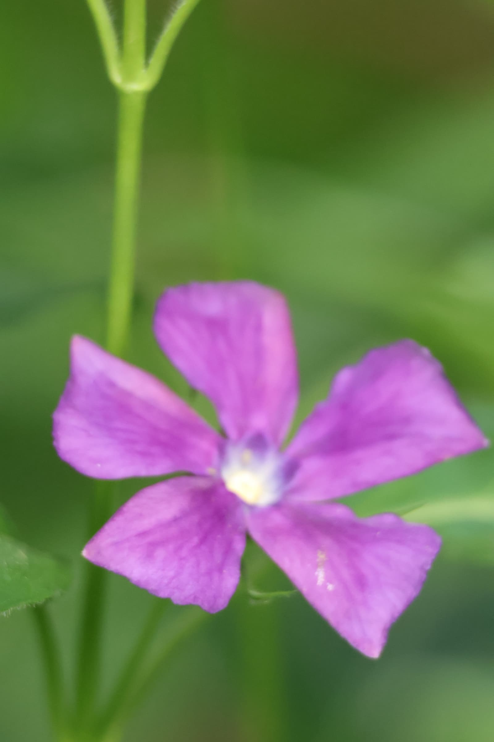 Flower 177