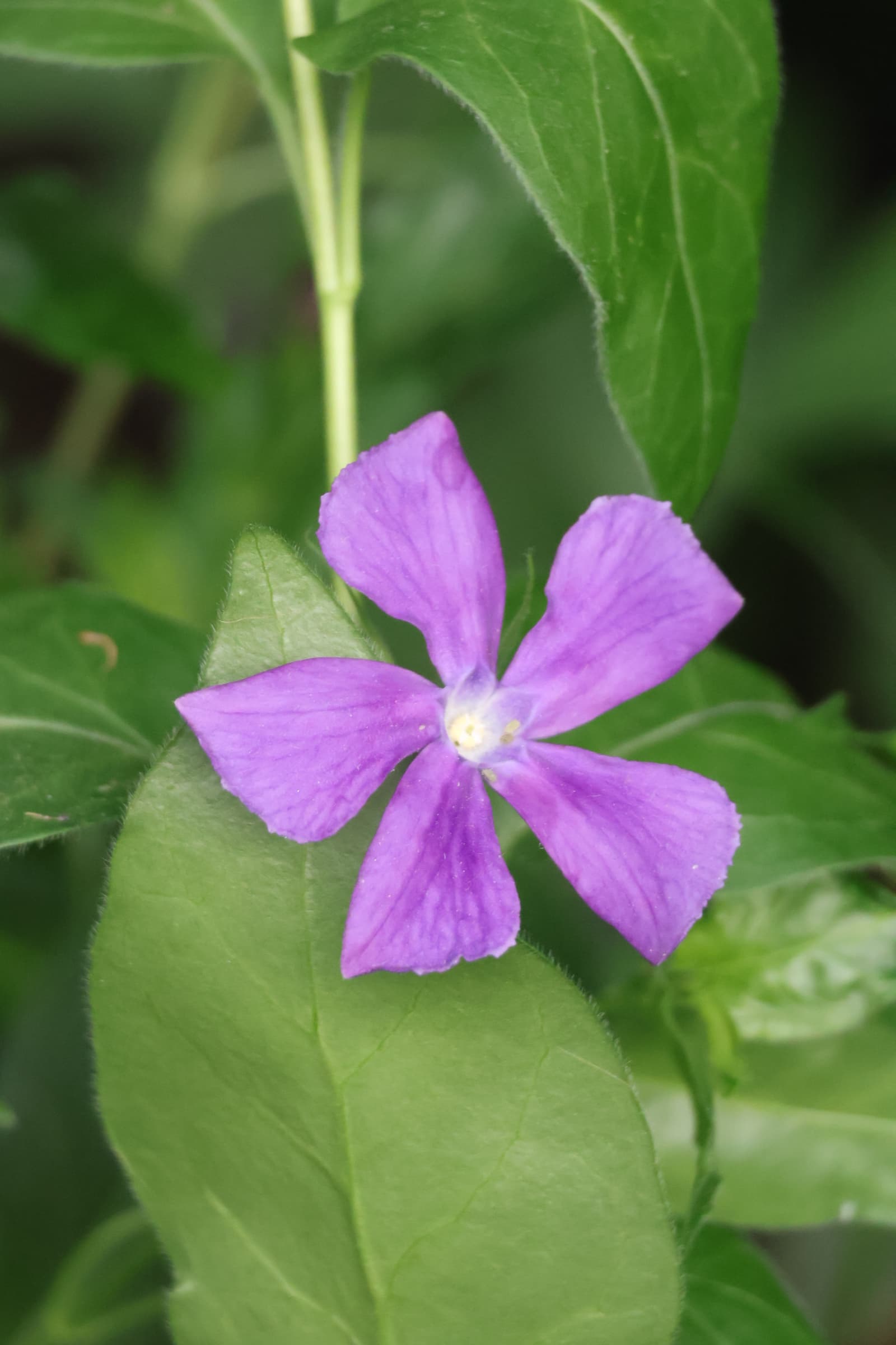 Flower 76