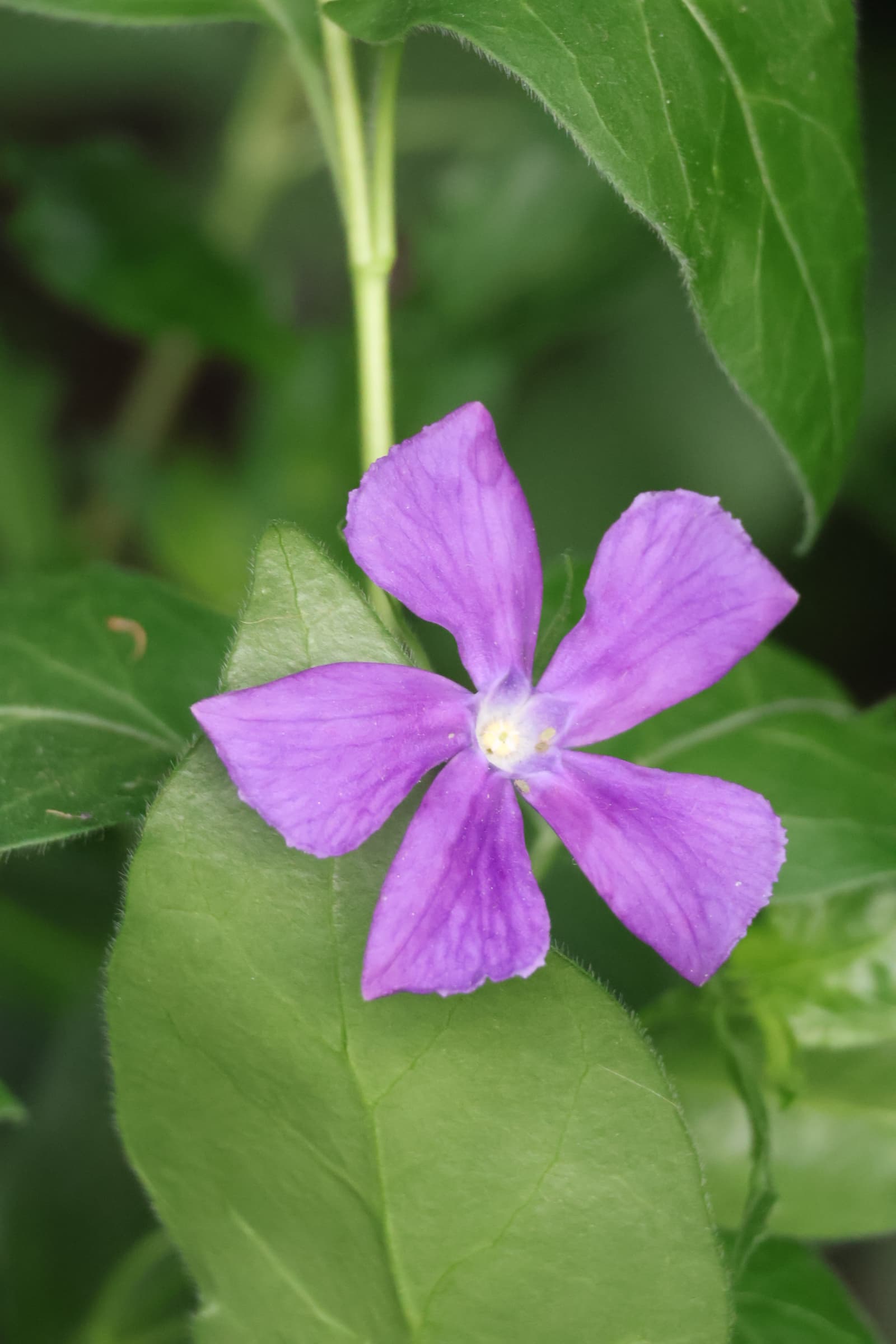 Flower 233