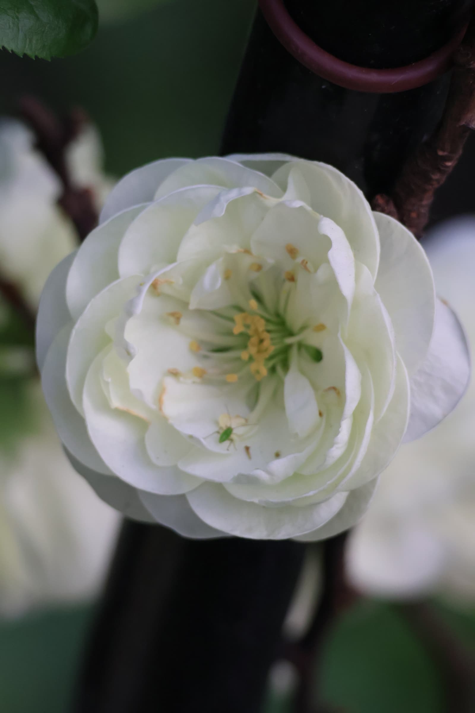Flower 522