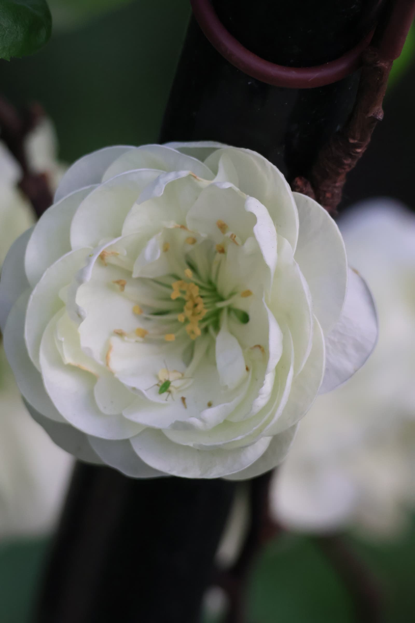 Flower 120