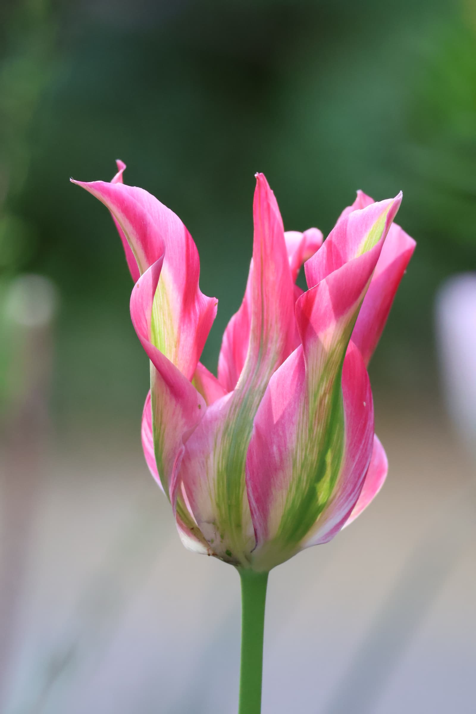 Flower 536