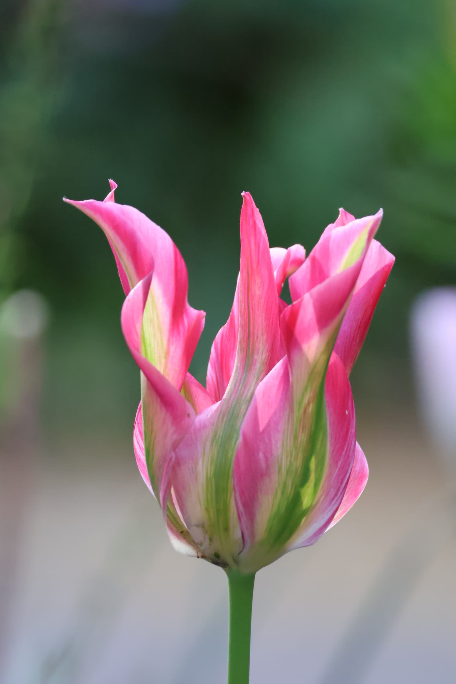 Flower 486