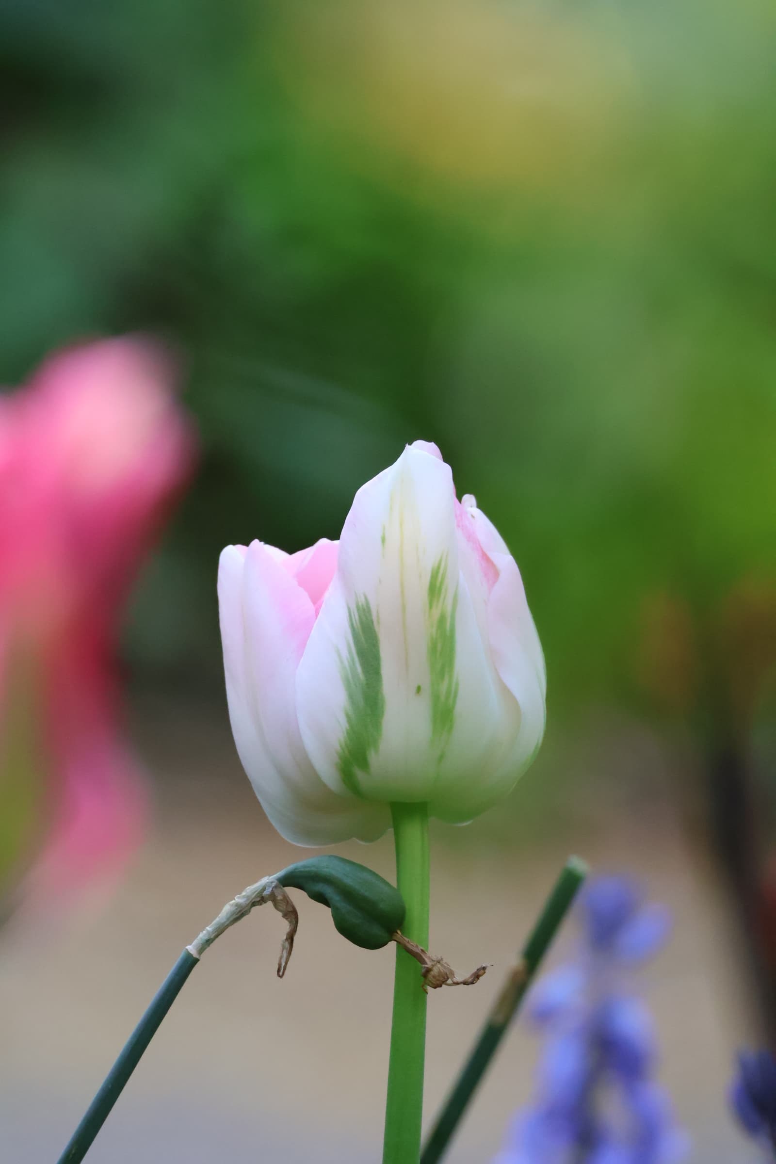 Flower 434