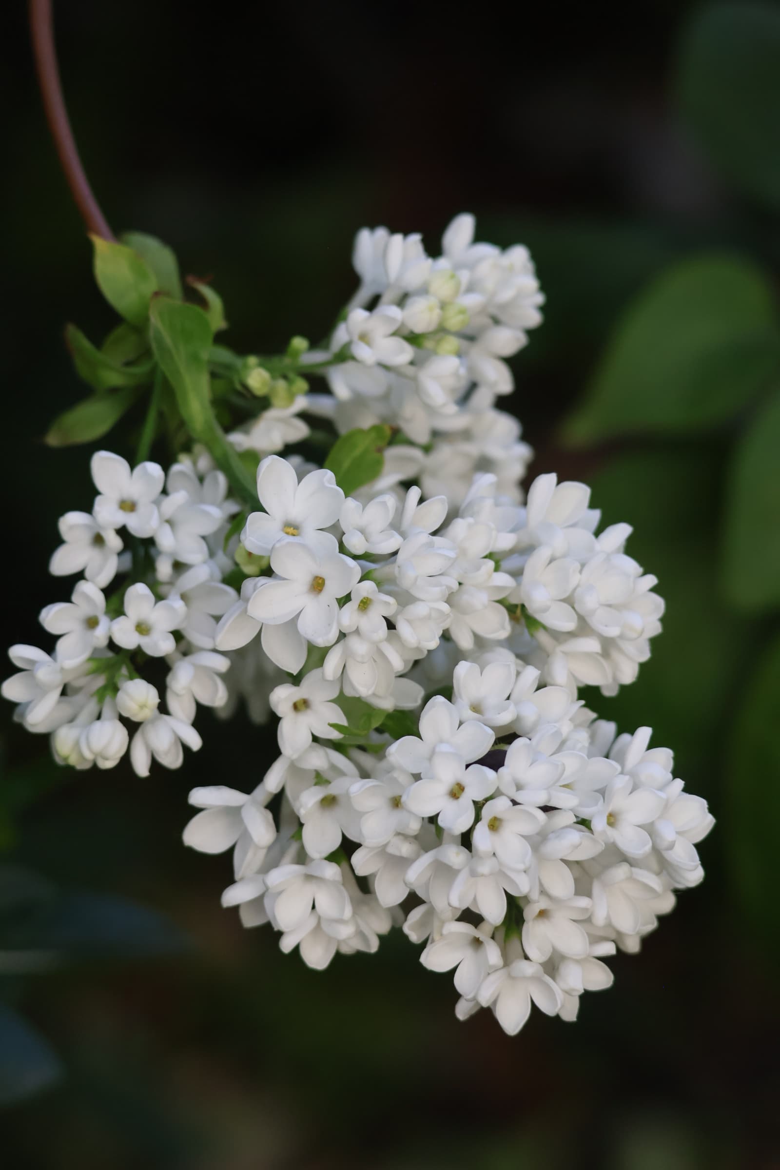Flower 175