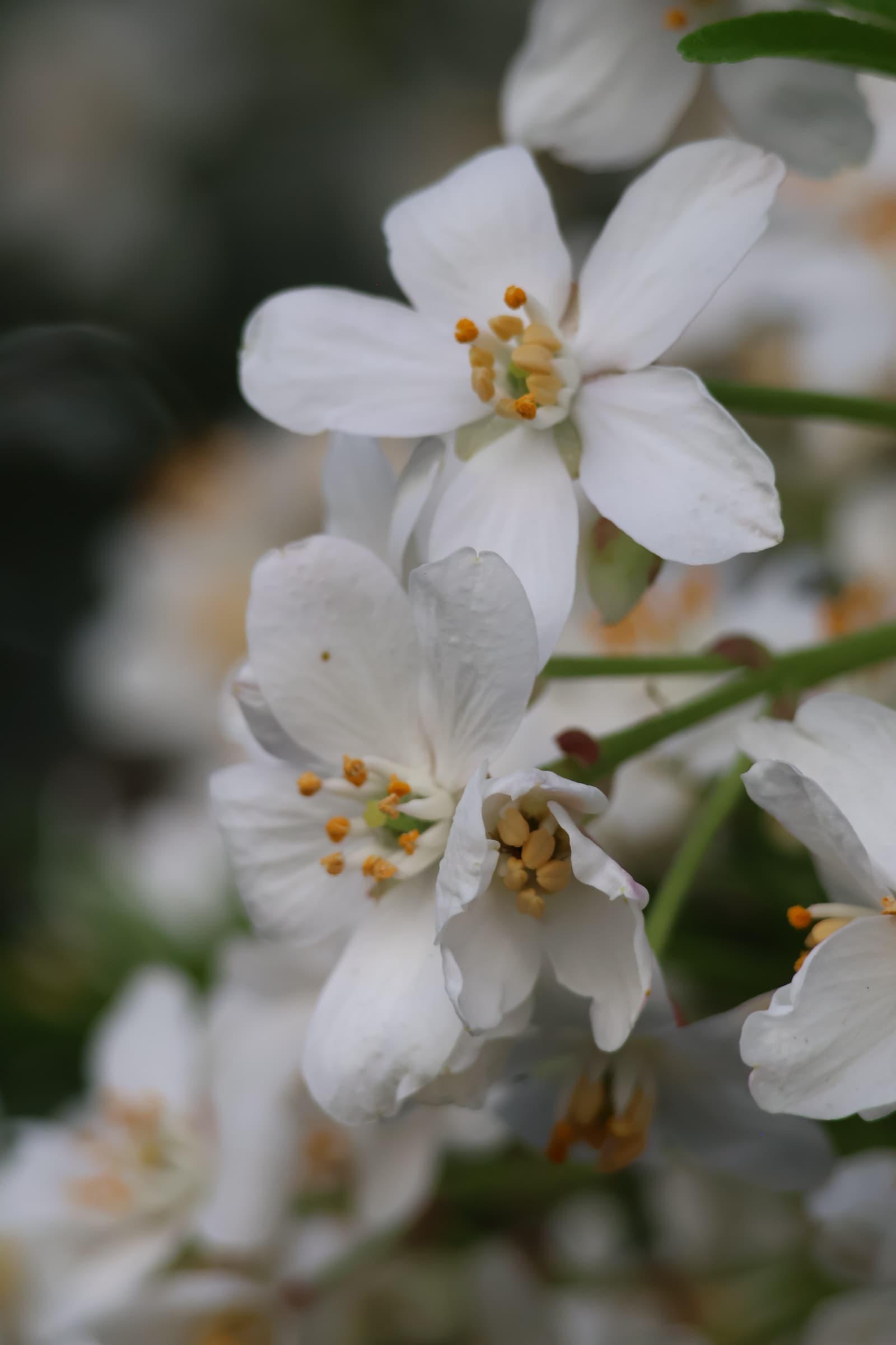Flower 215