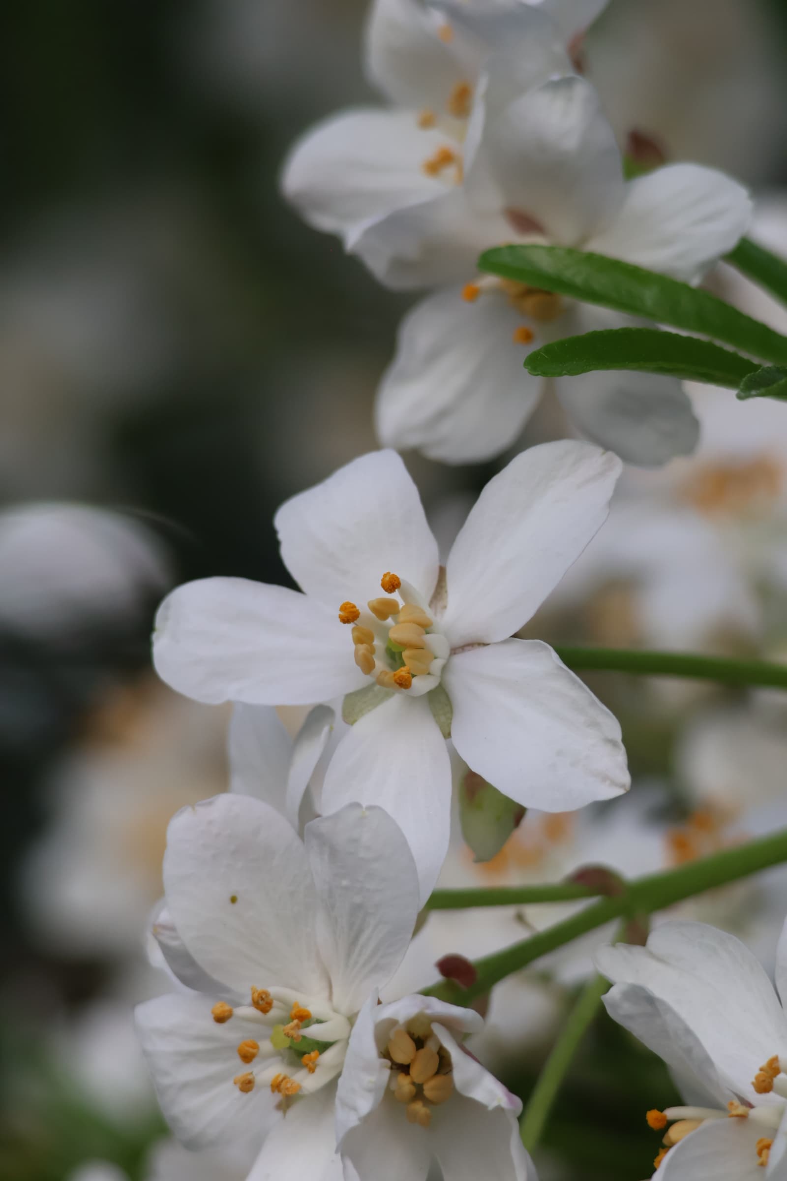 Flower 19