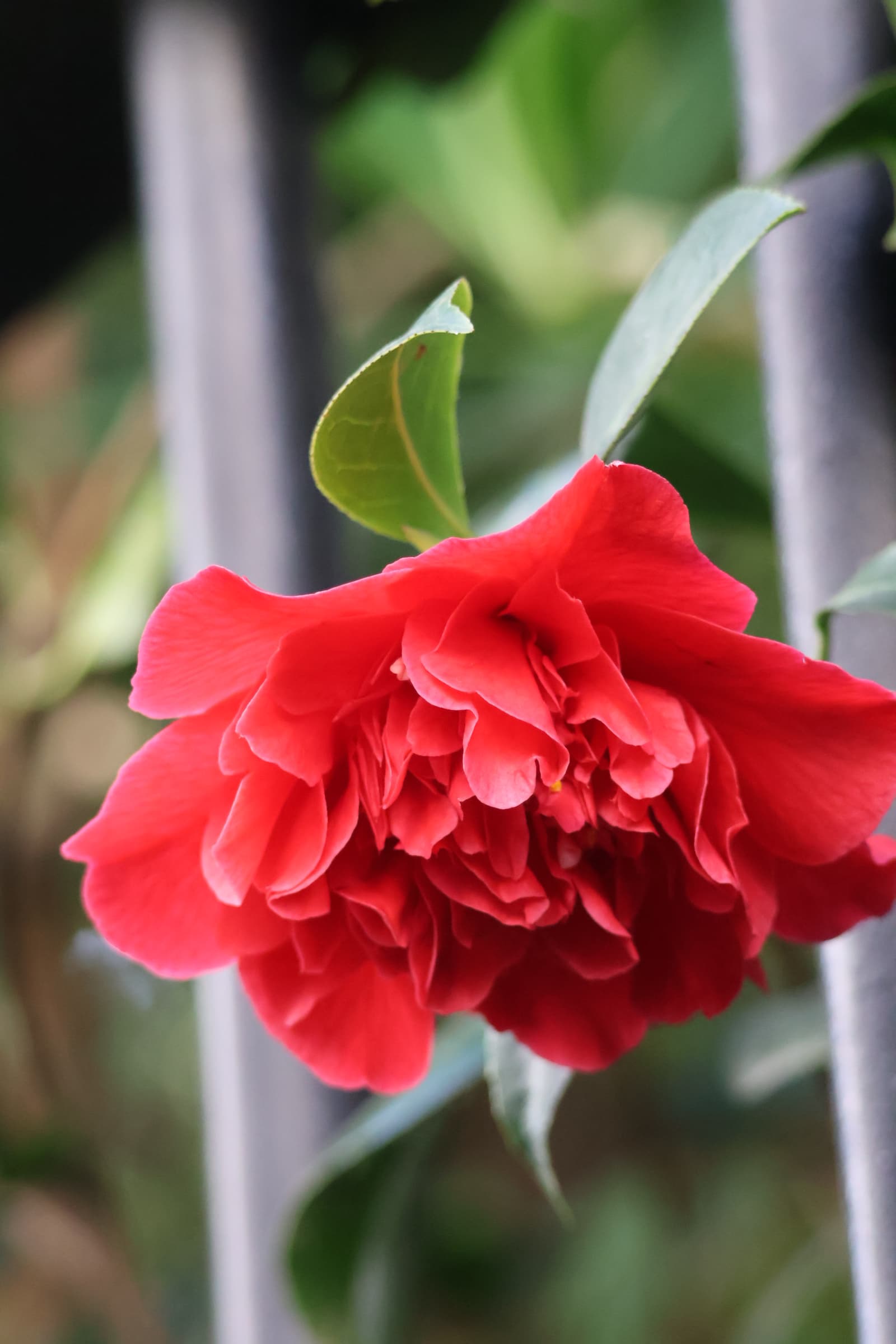 Flower 365