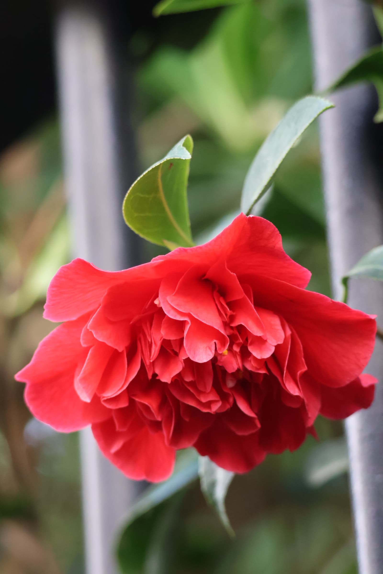 Flower 4