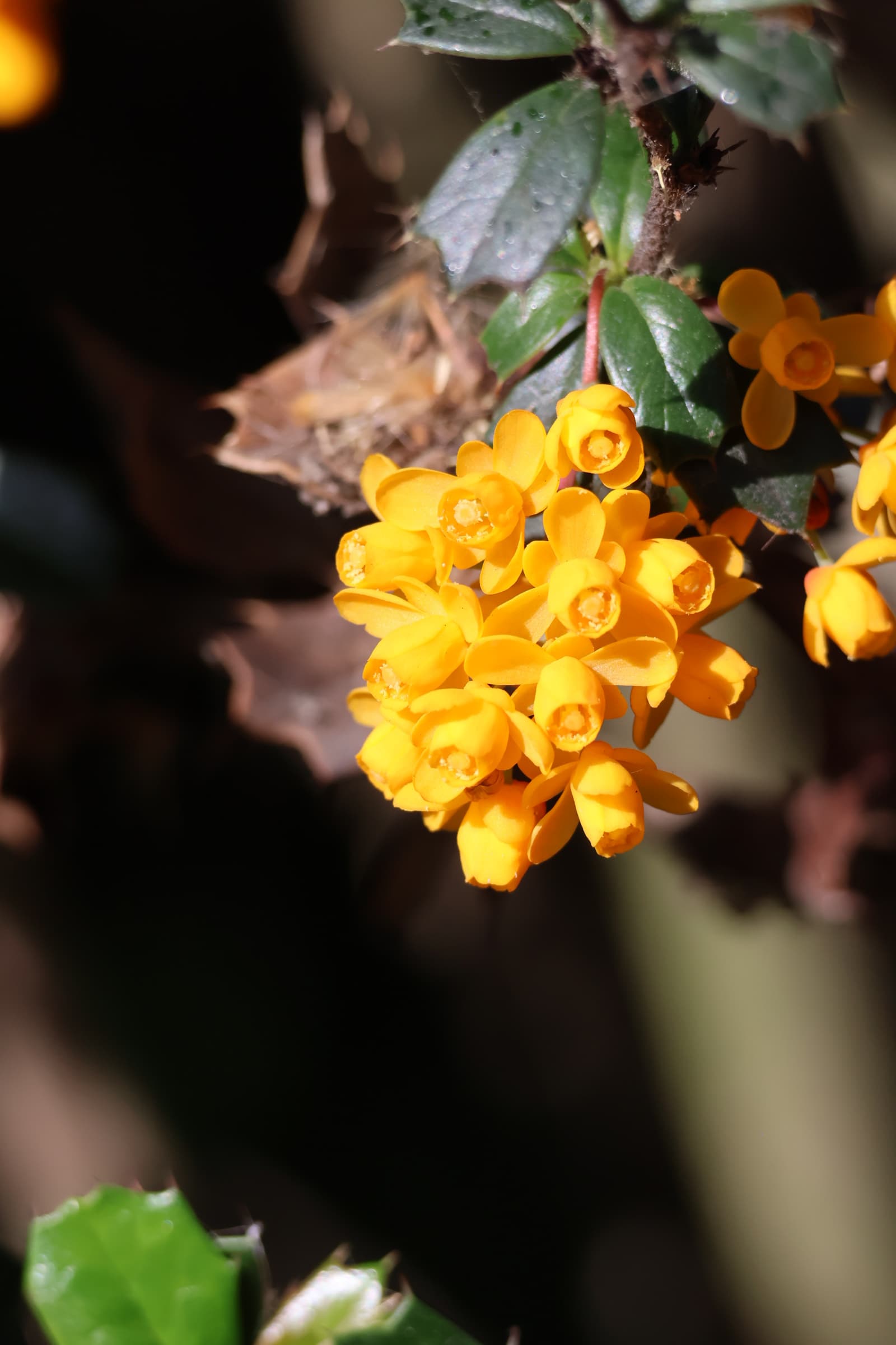 Flower 438