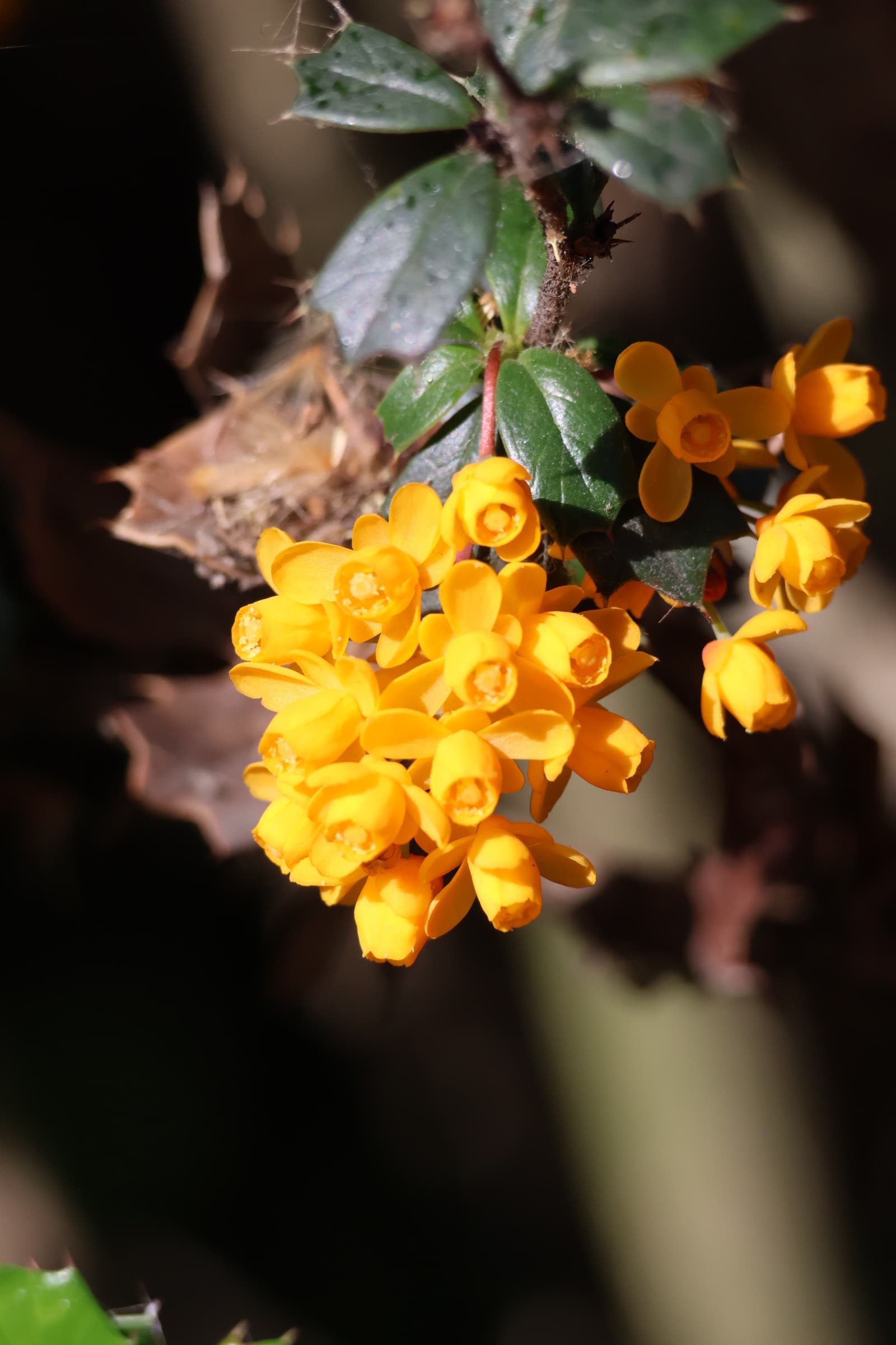 Flower 135