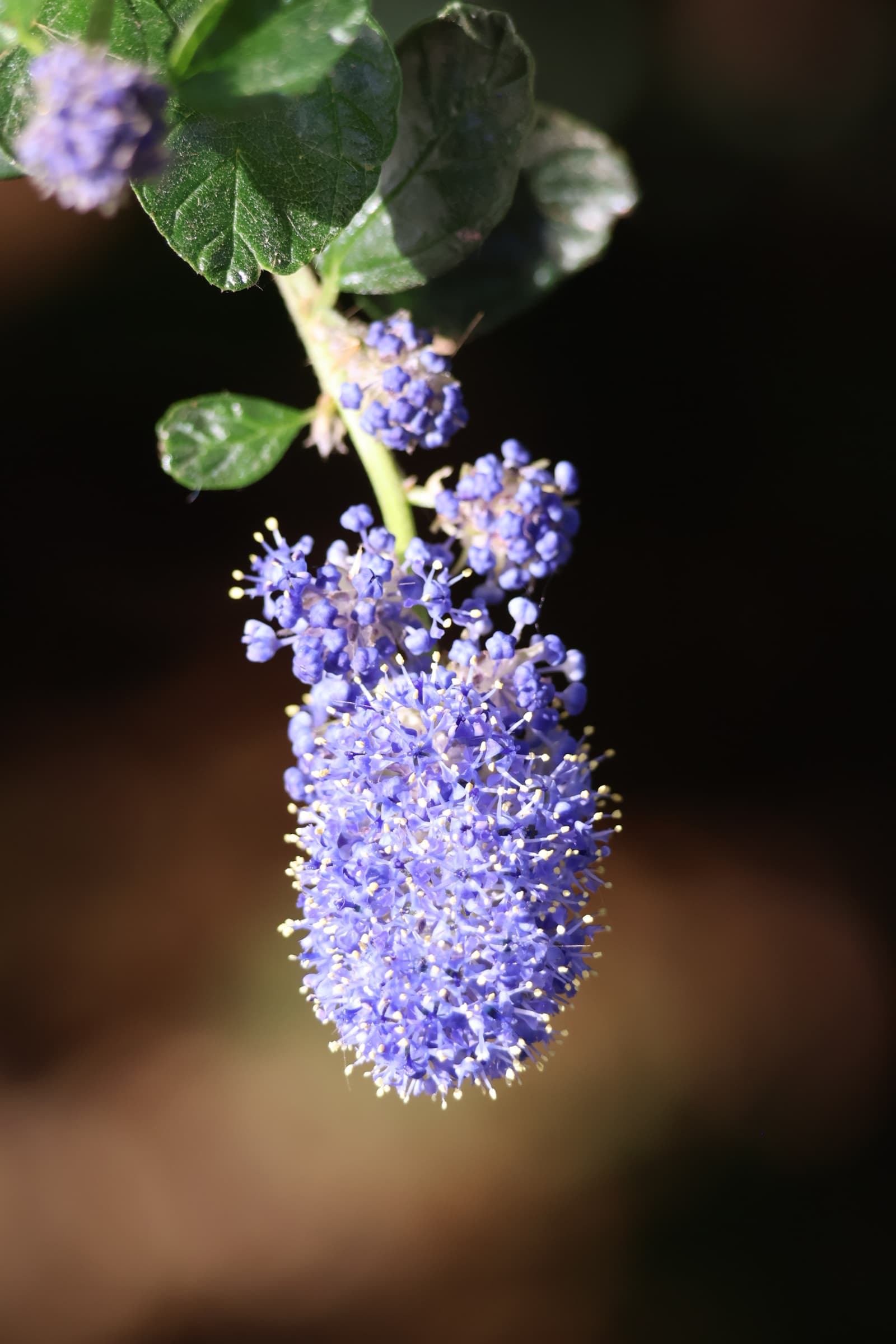 Flower 527