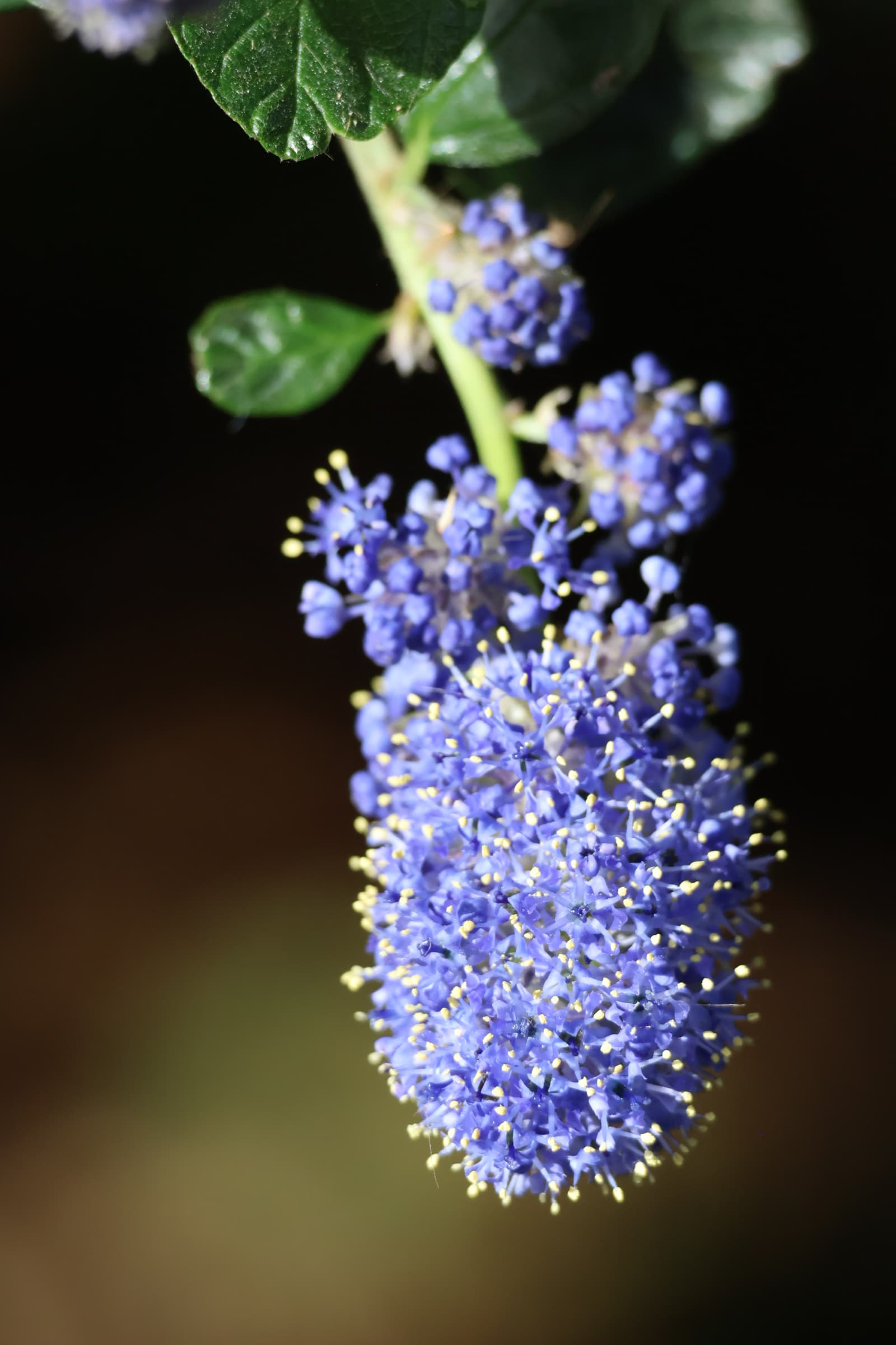 Flower 287