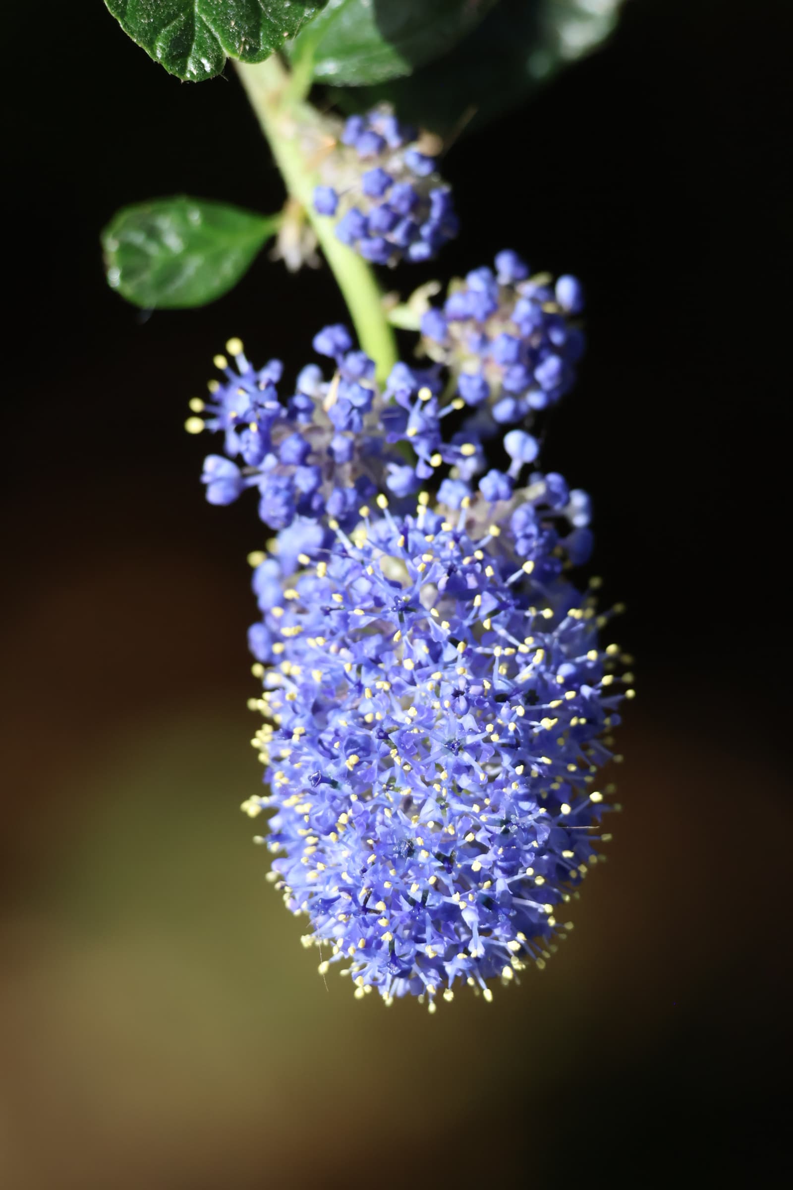 Flower 250