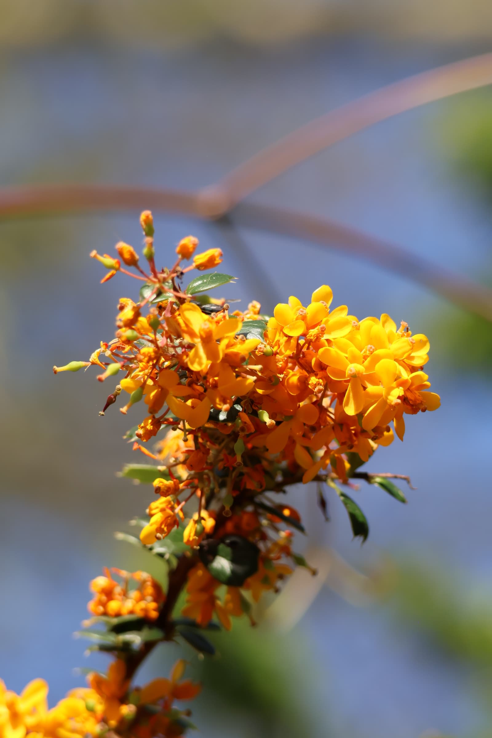 Flower 256