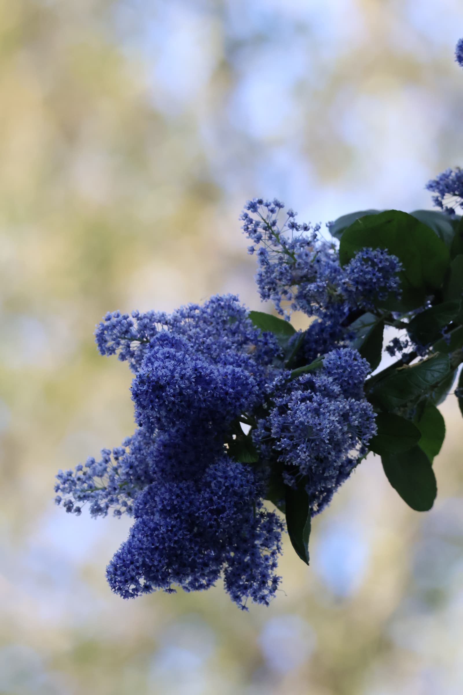 Flower 414