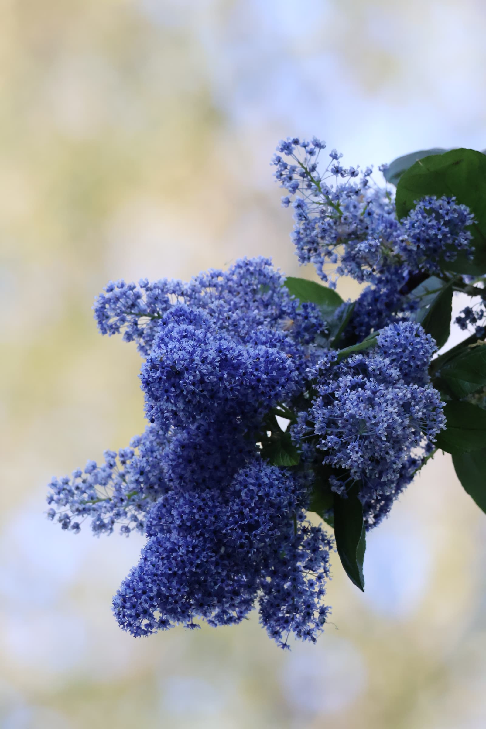 Flower 292