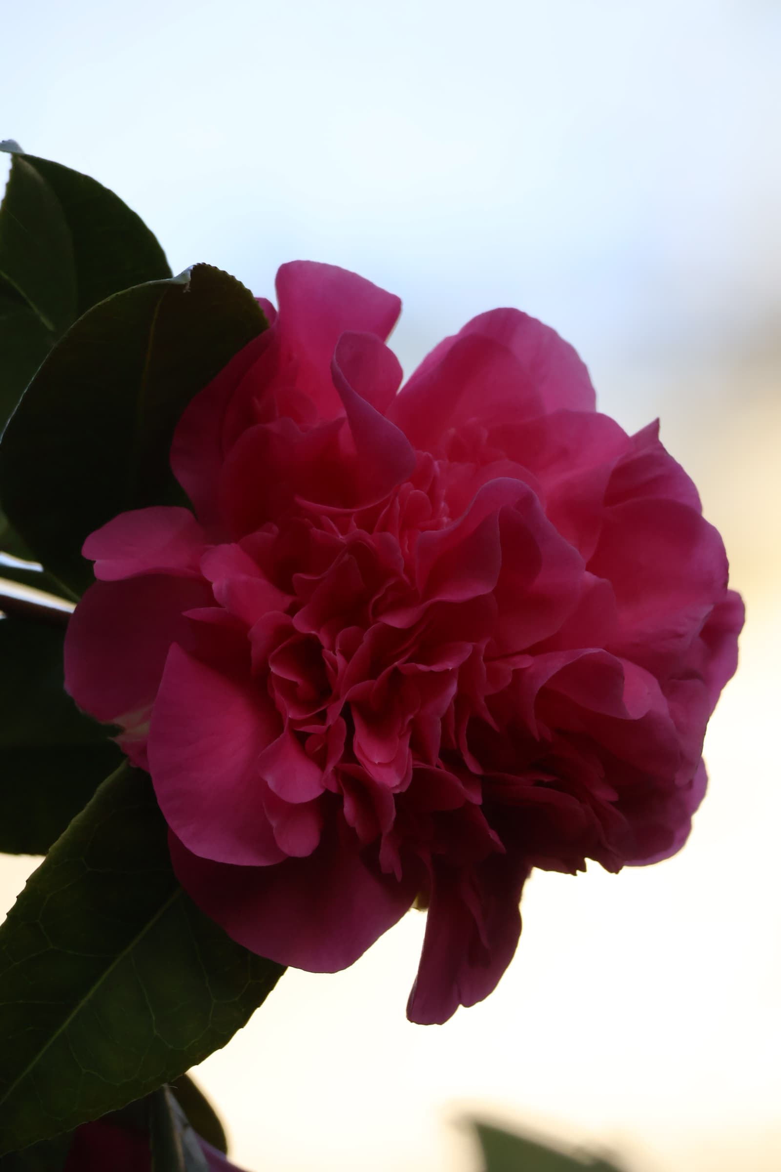 Flower 319