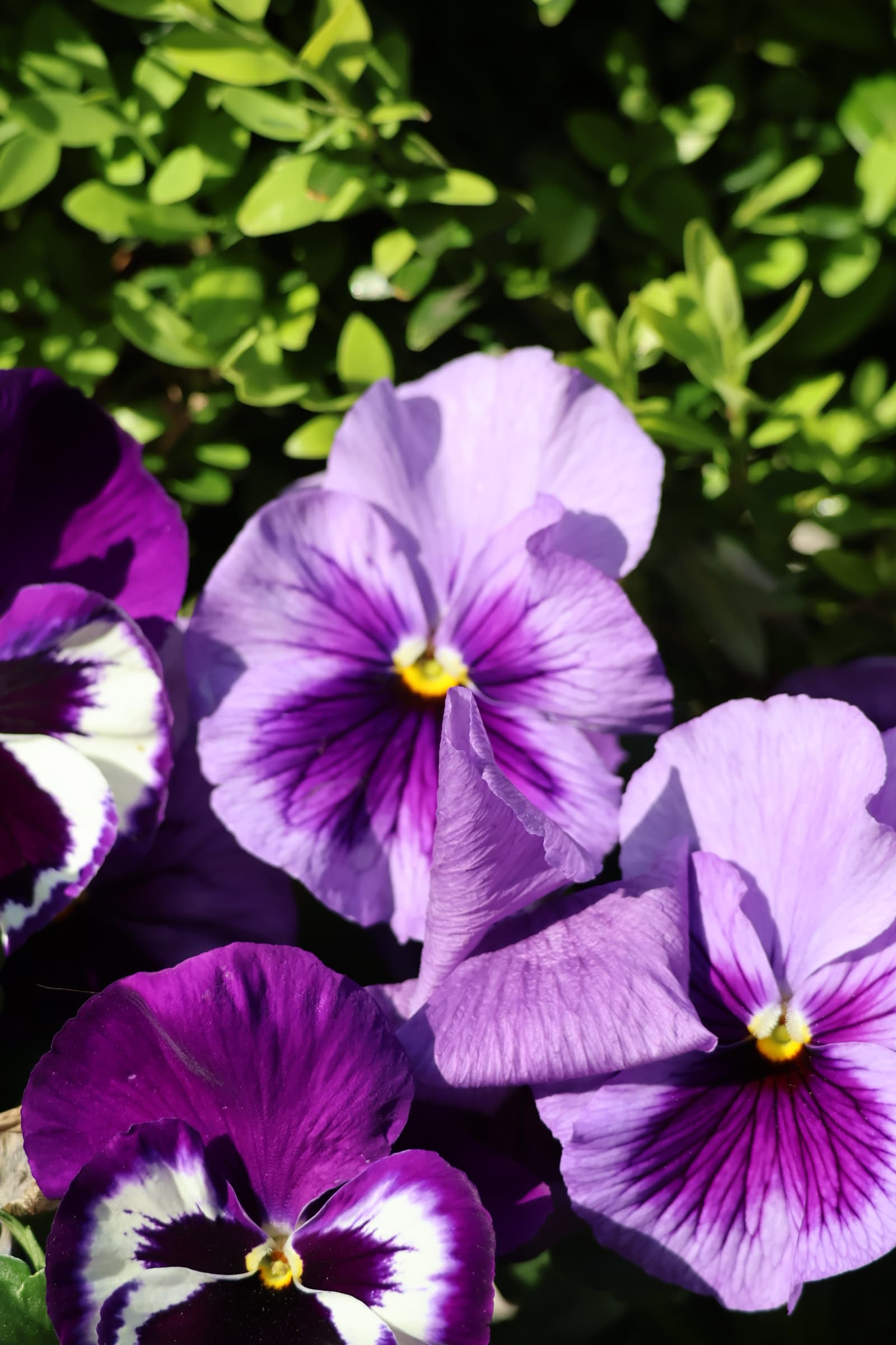 Flower 132
