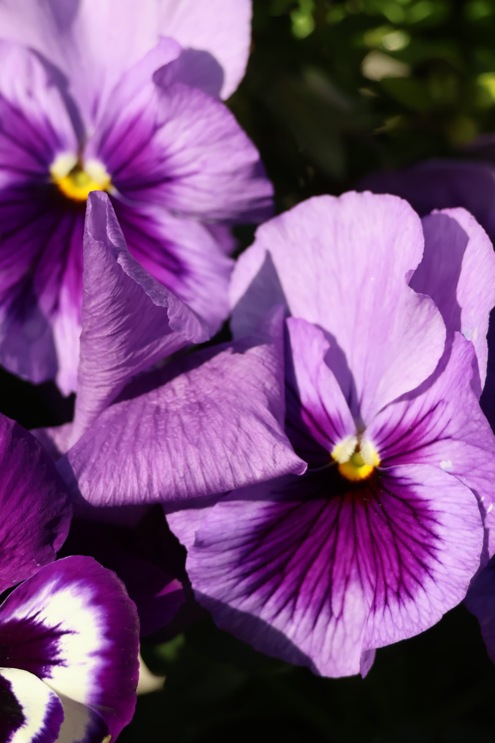 Flower 11
