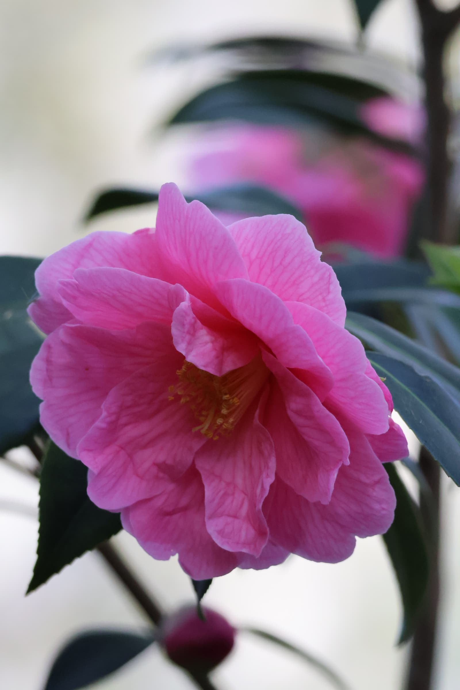 Flower 370