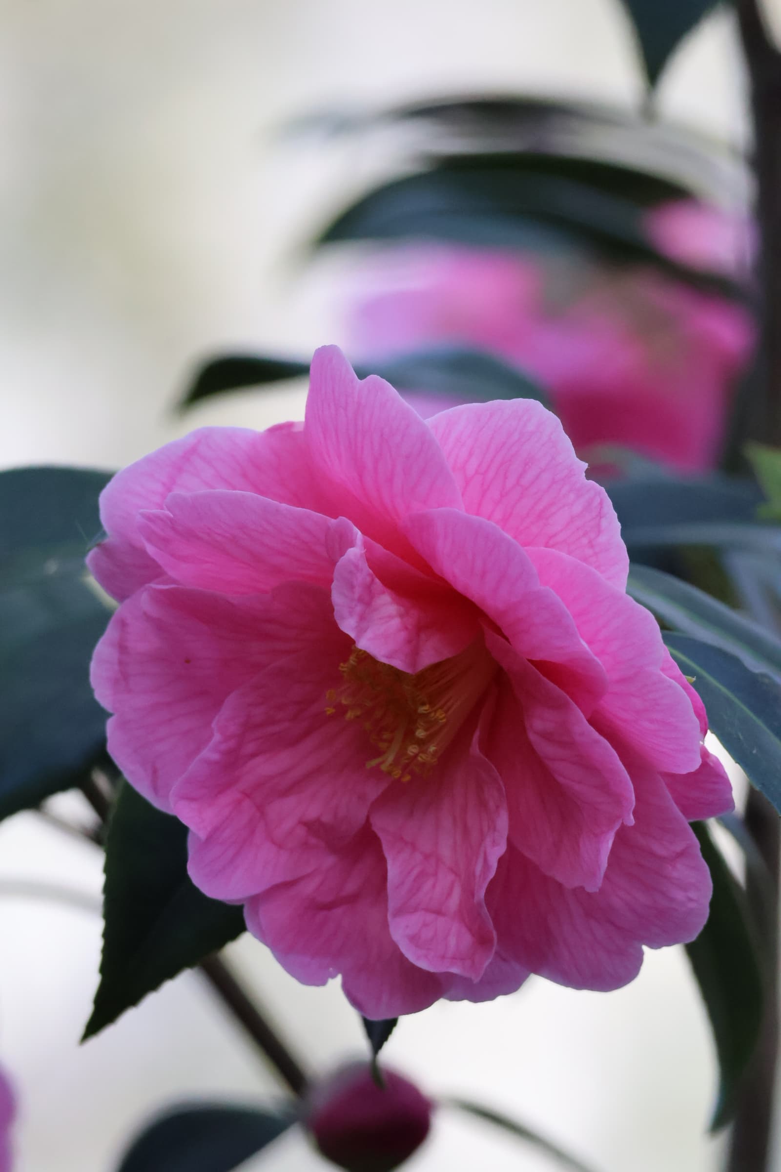 Flower 191