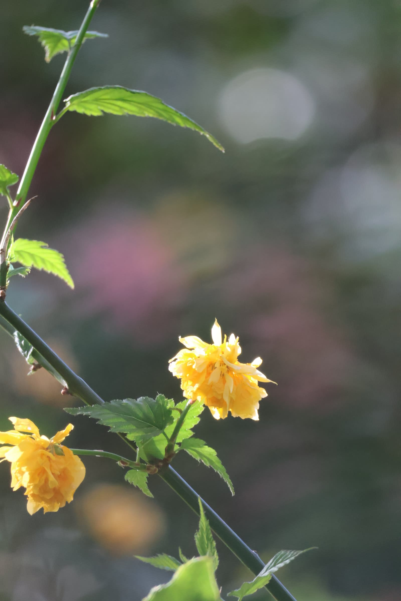 Flower 313