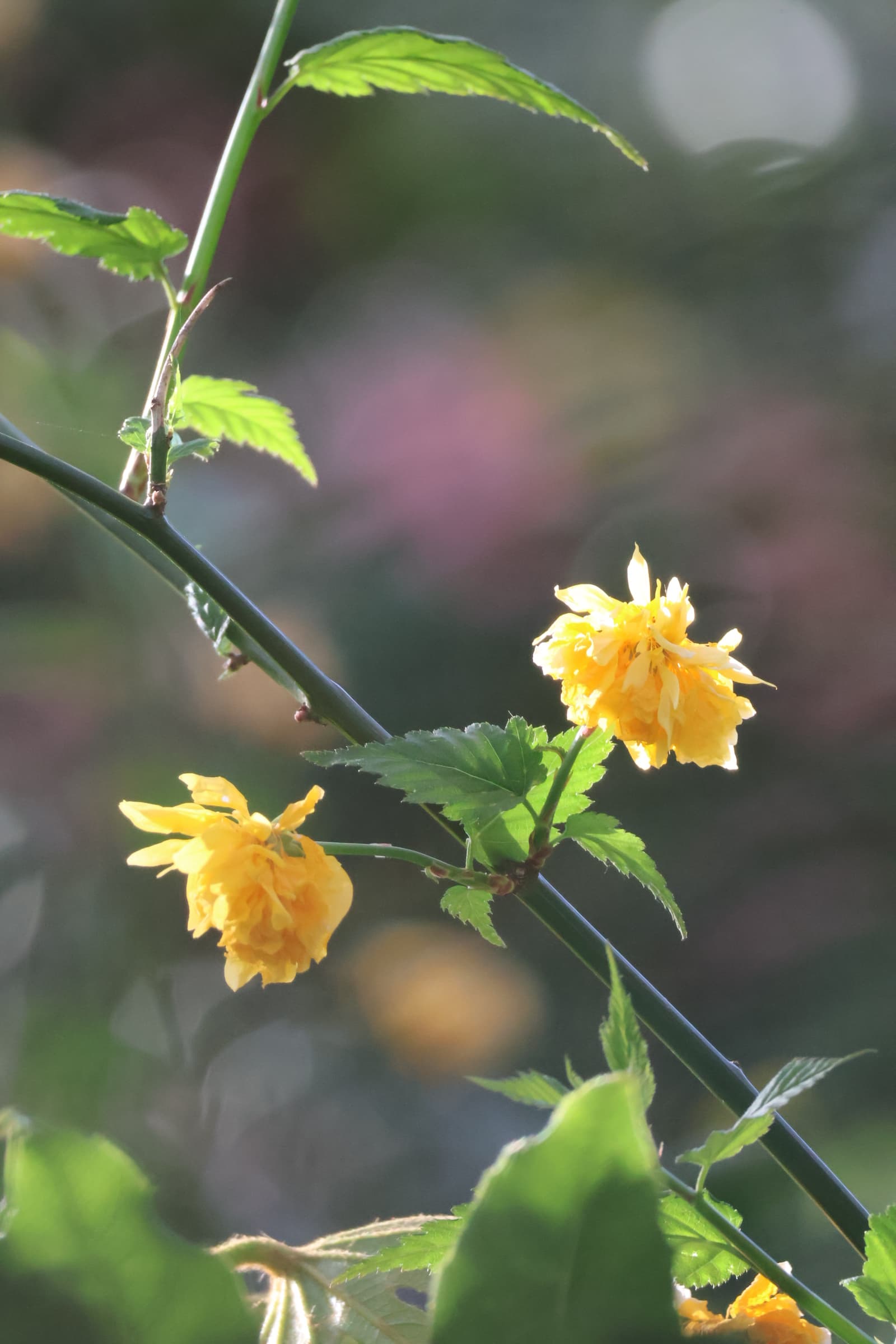 Flower 42