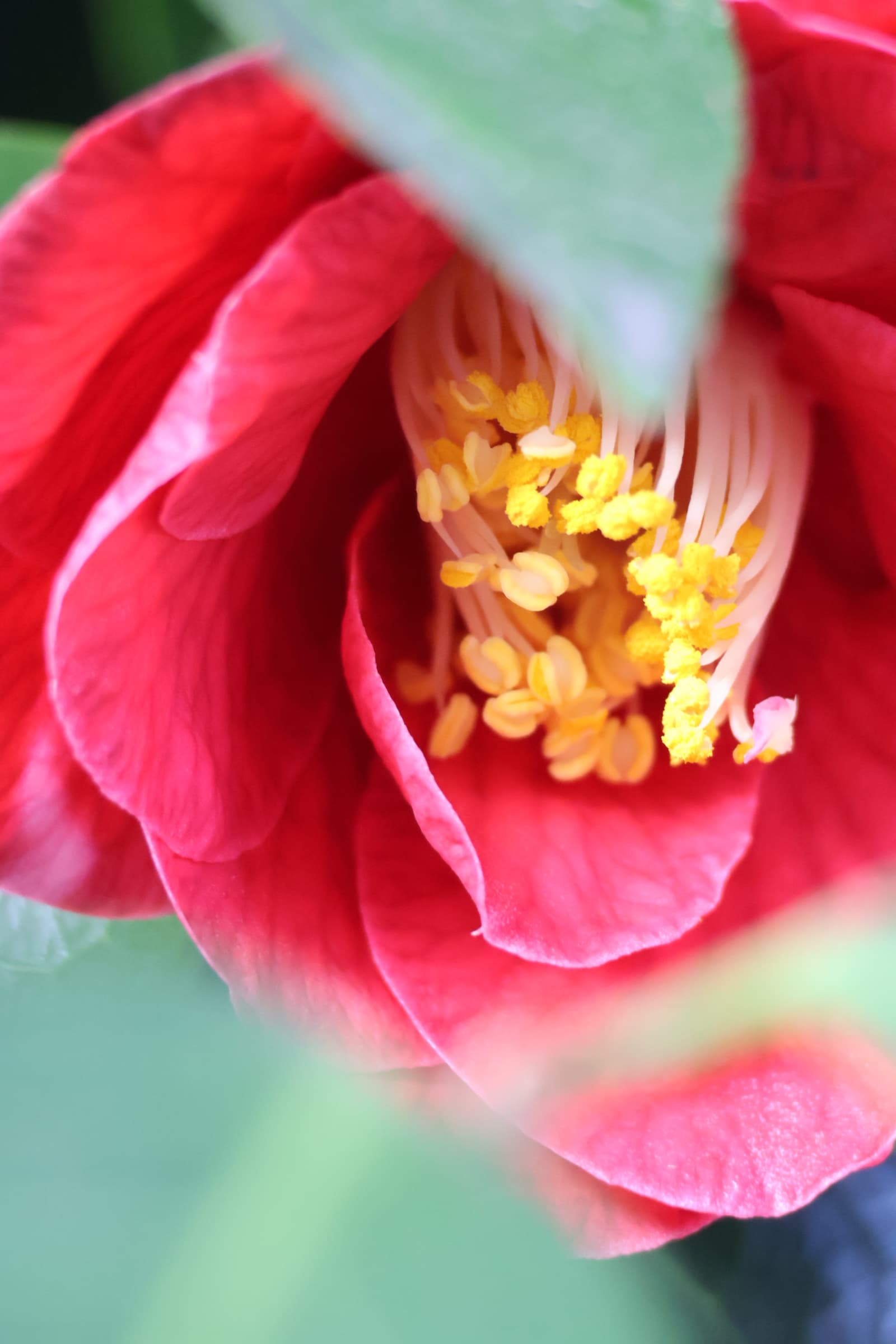 Flower 216