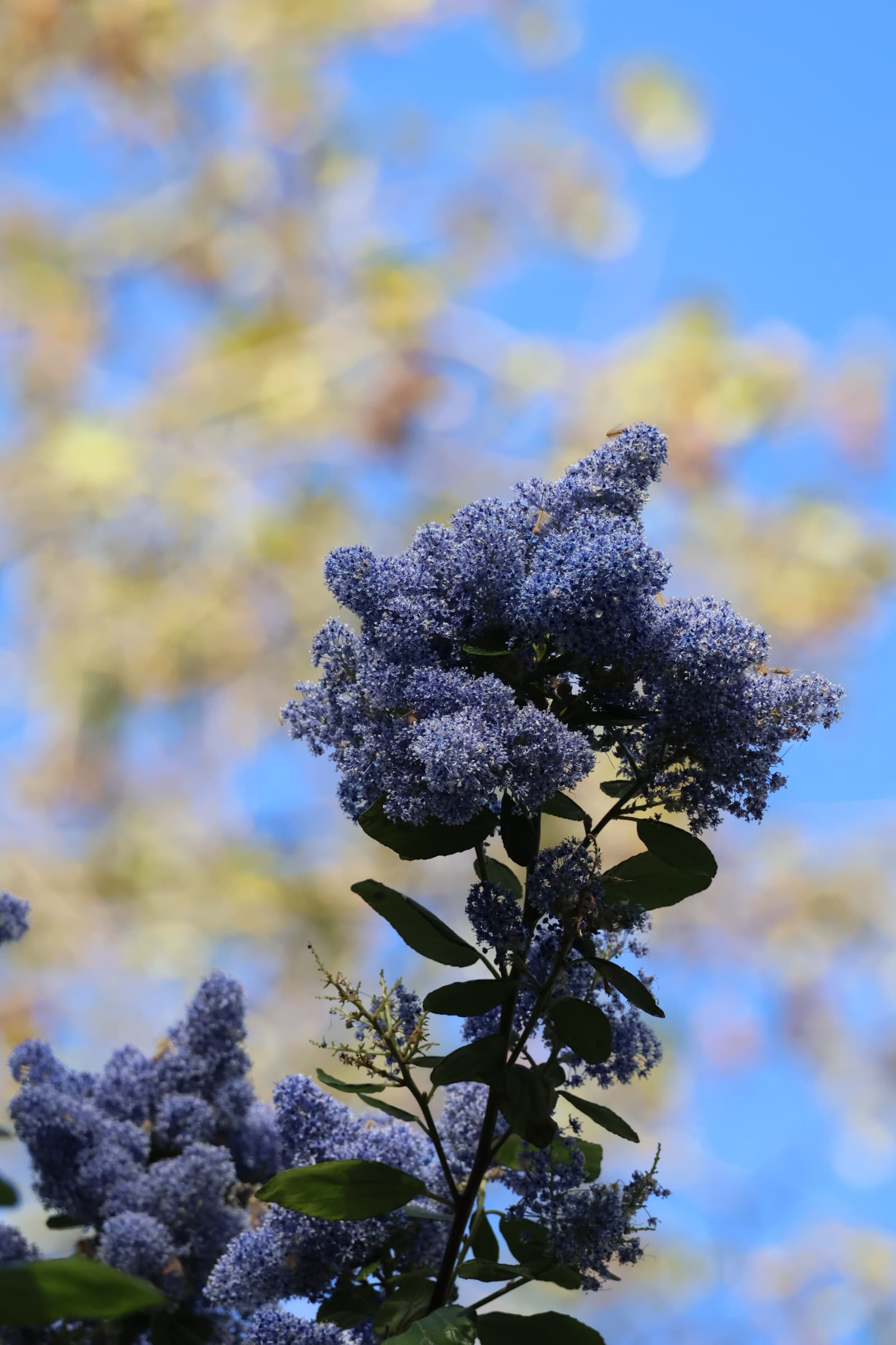 Flower 274